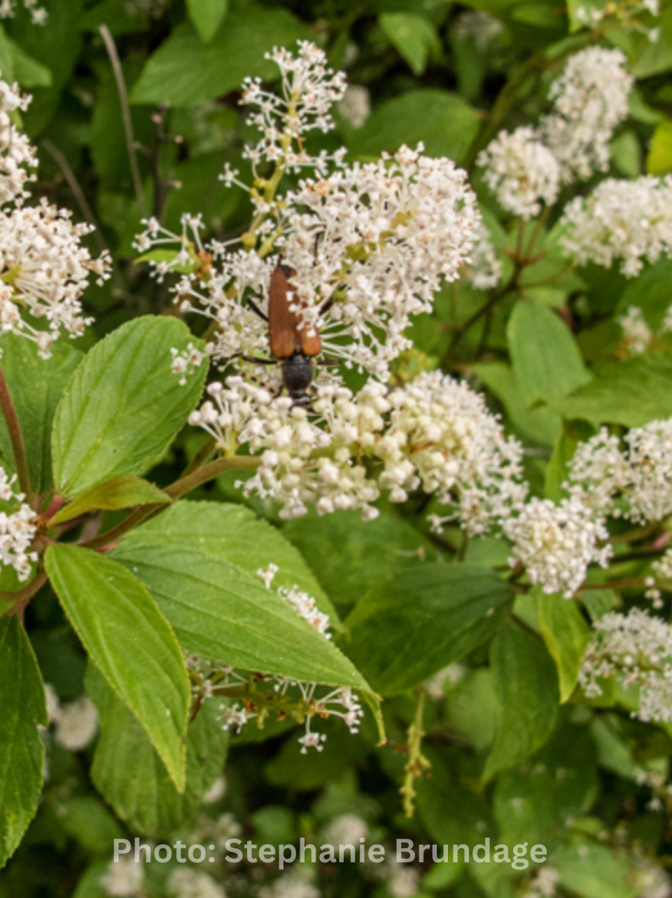Ceanothus americanus - New Jersey Tea stephanie brundage.png