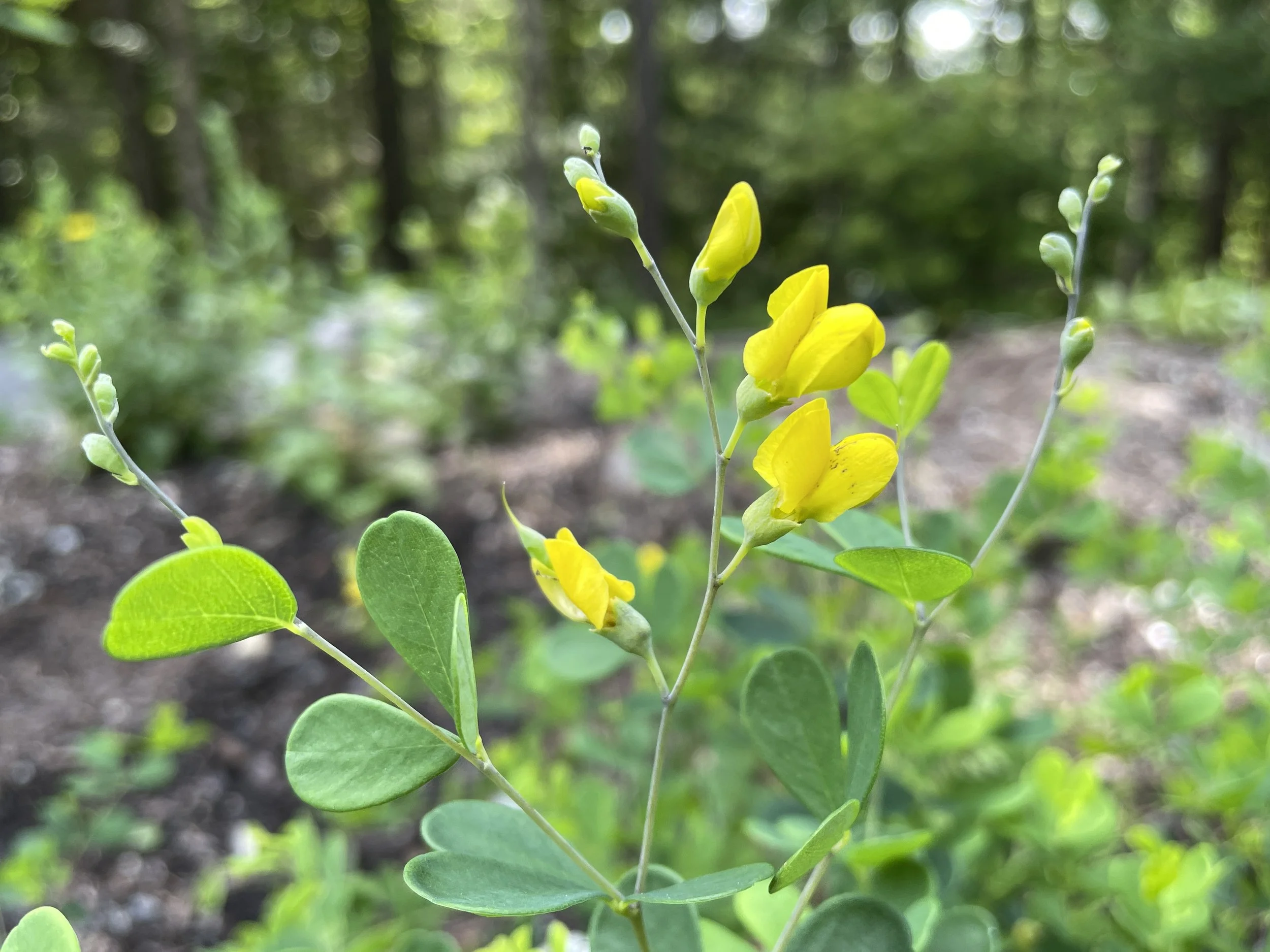 Baptisia tinctoria - Yellow wild indigo