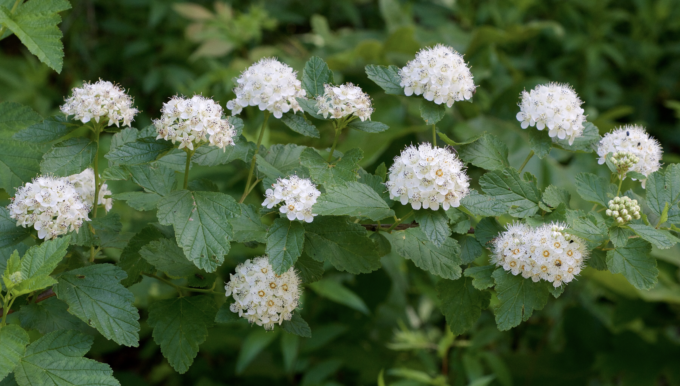 Screenshot 2026-08-01 at 7.22.01 PM.png