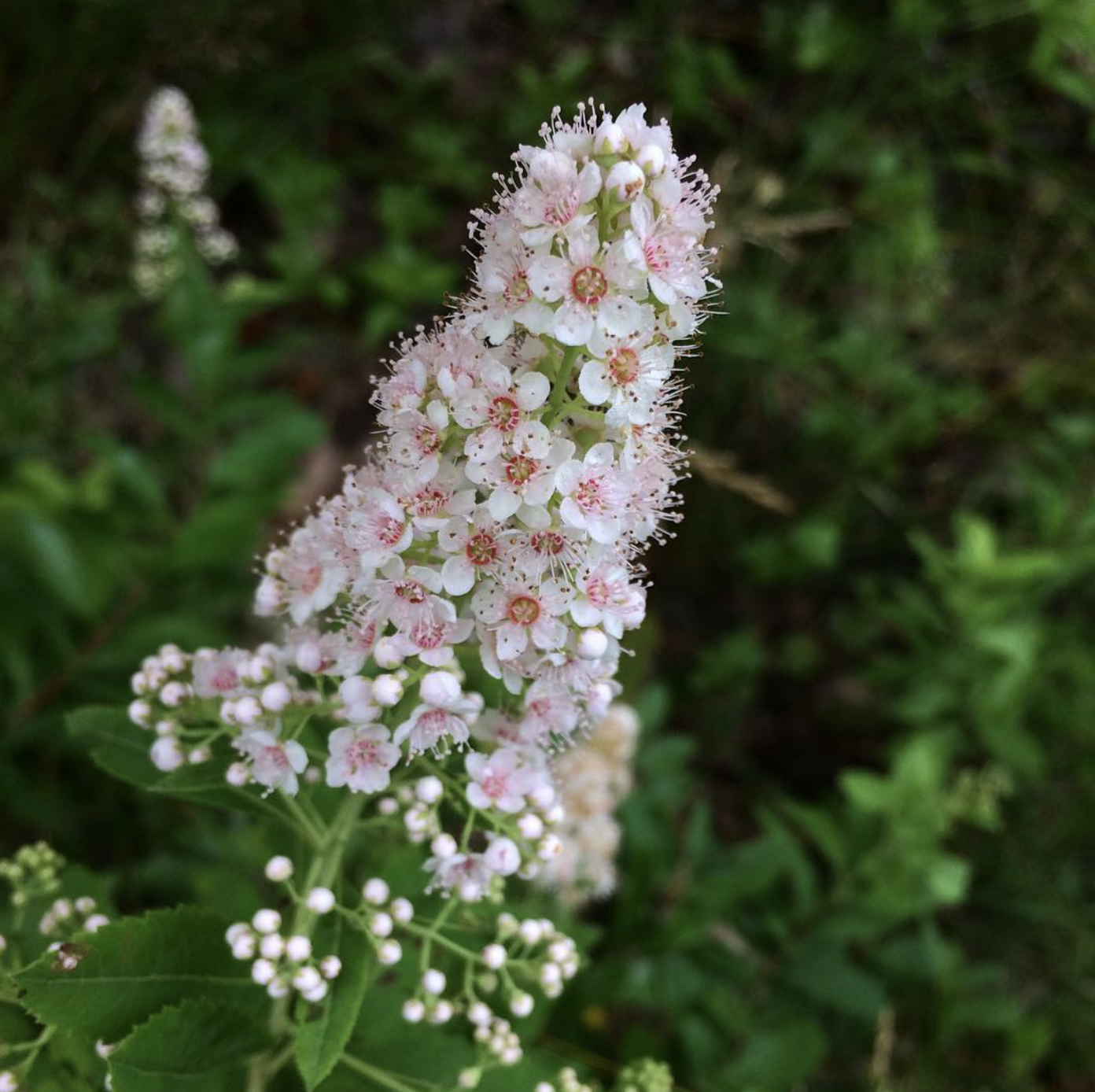 spiraea alba.png
