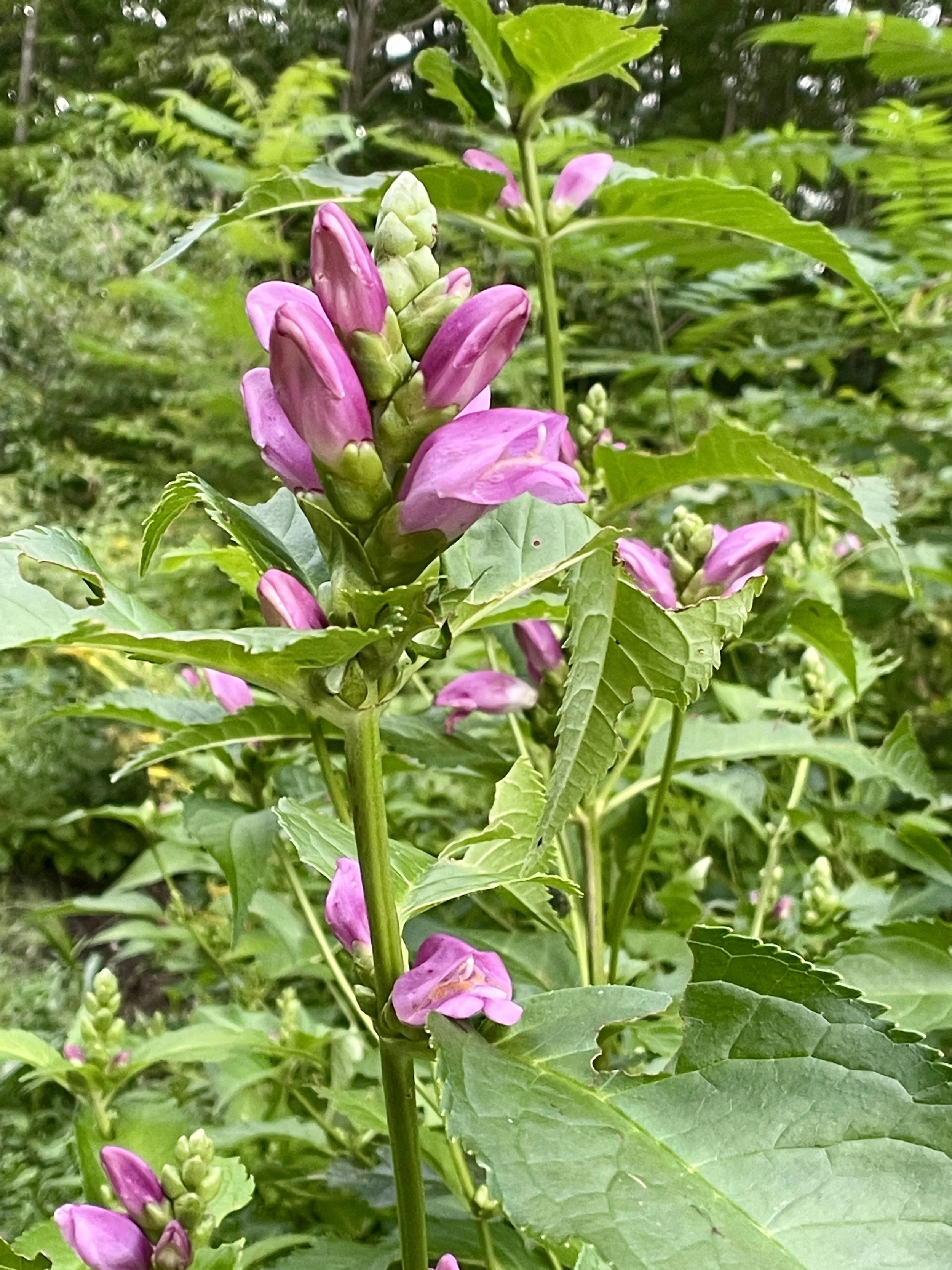 pink turtlehead.jpg