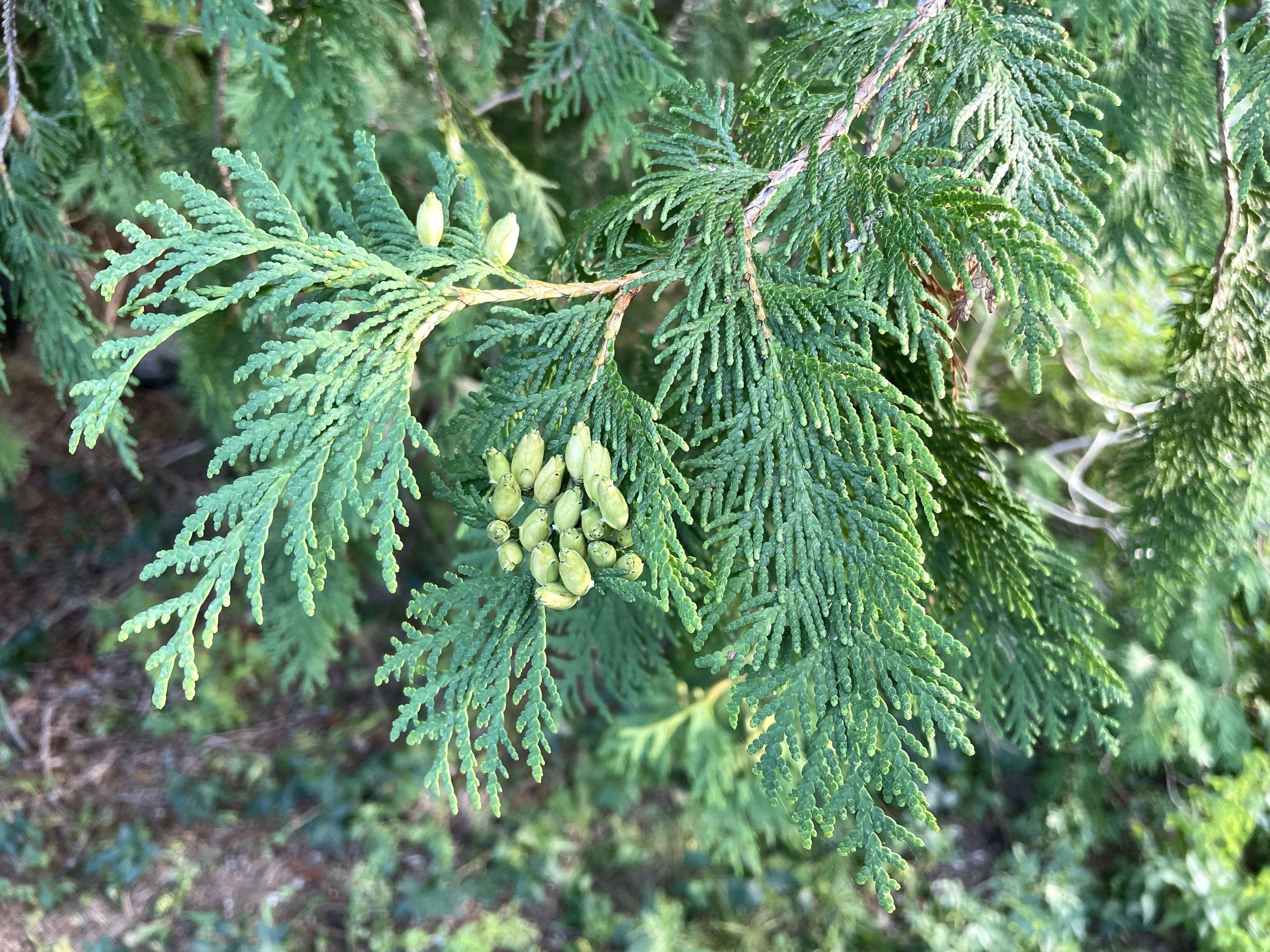 cedar 8:25:26-2.JPG