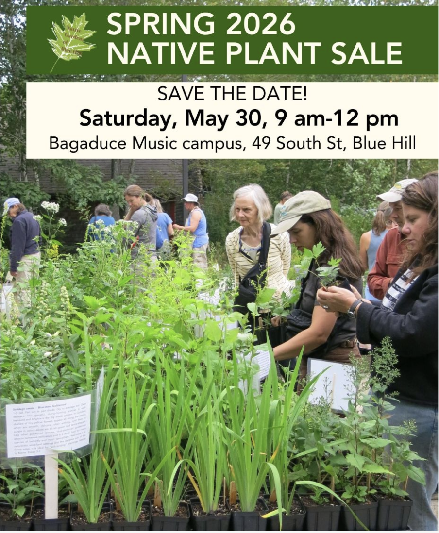 Native Gardens of Blue Hill Spring Native Plant Sale
