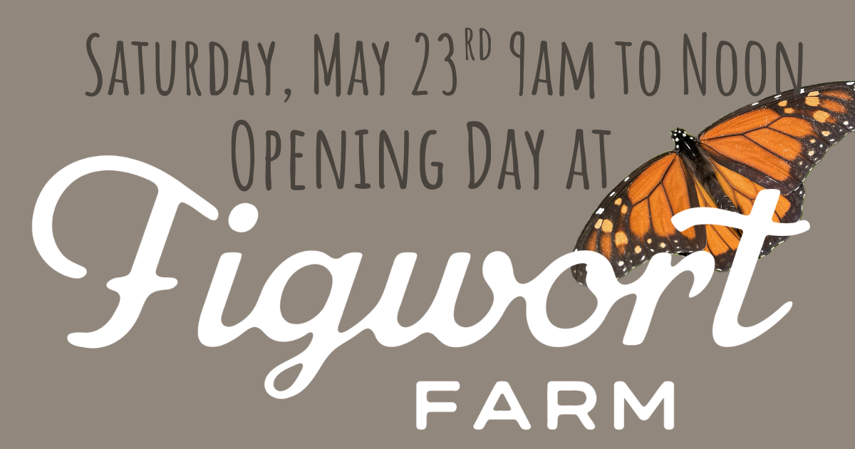 OPENING DAY!