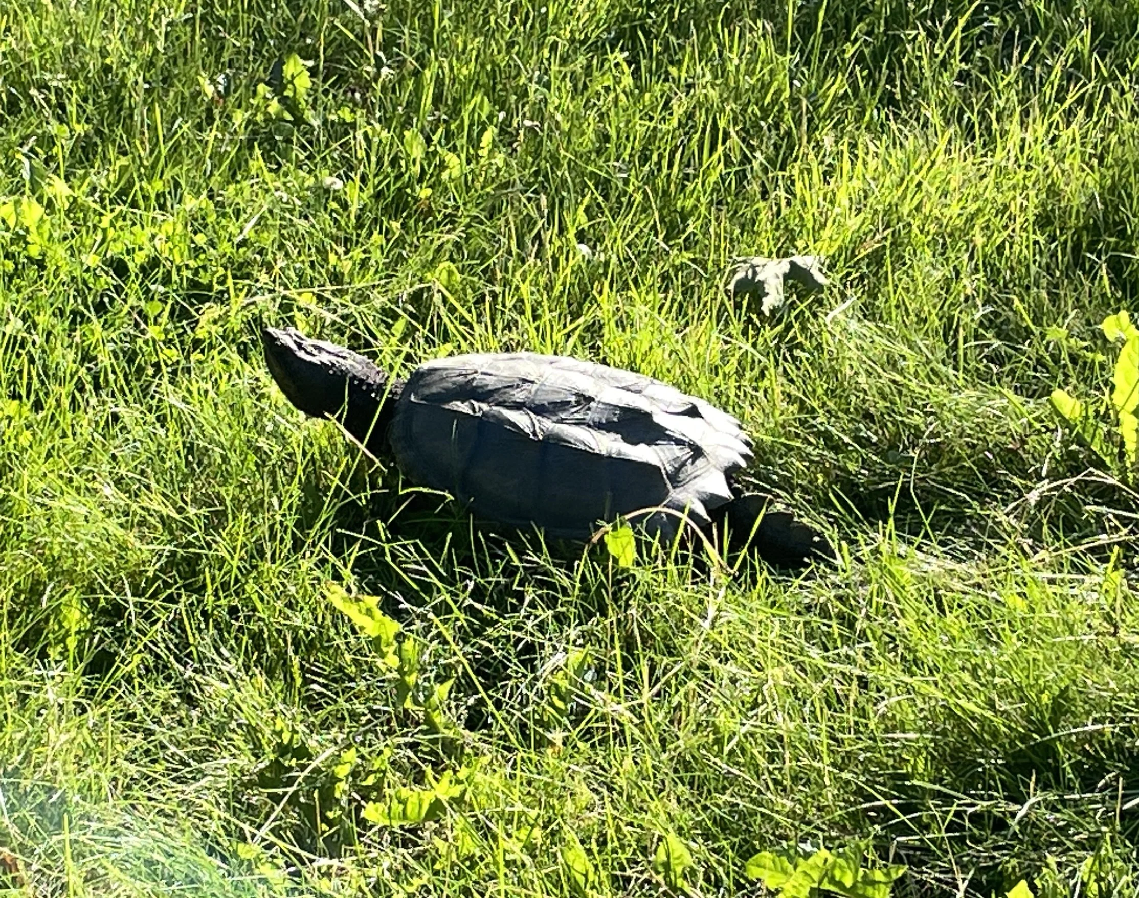 Monday, June 8th 2026