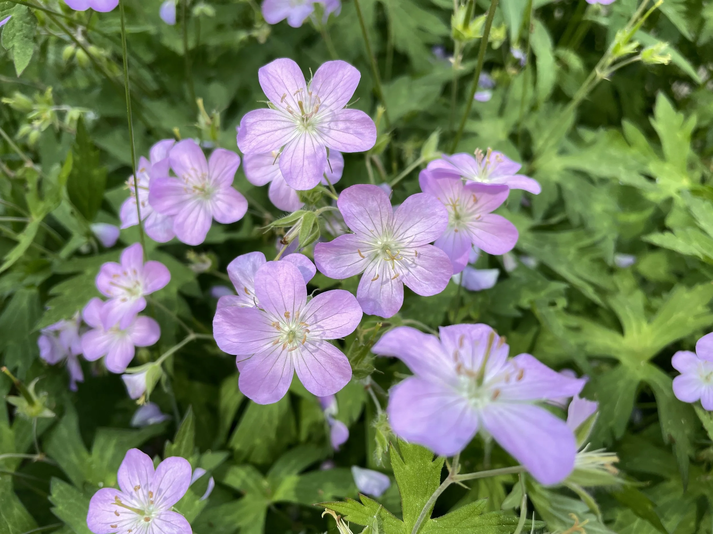 Wednesday, June 10th 2026 