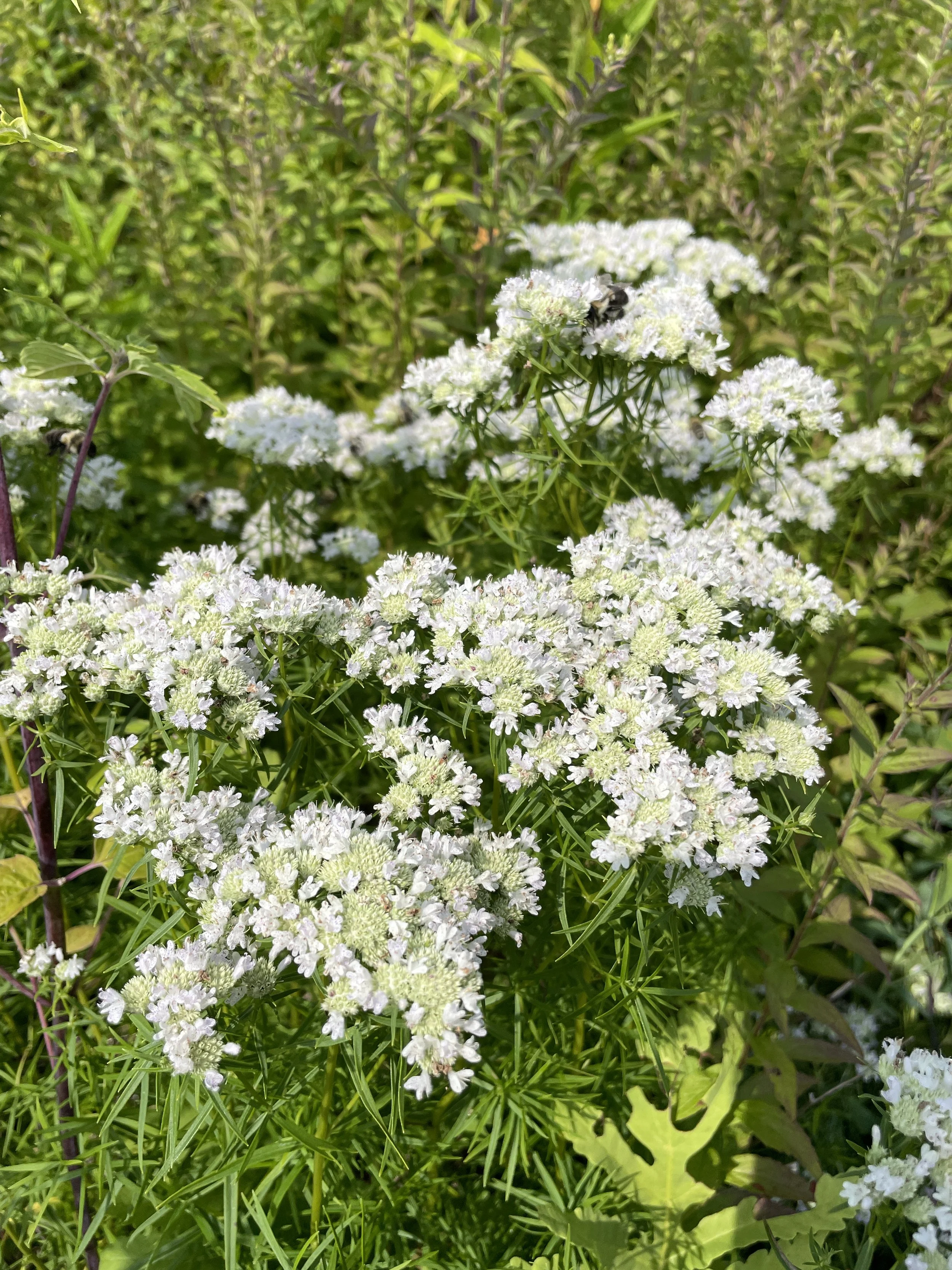 pycnanthemum tenuifolium.JPG