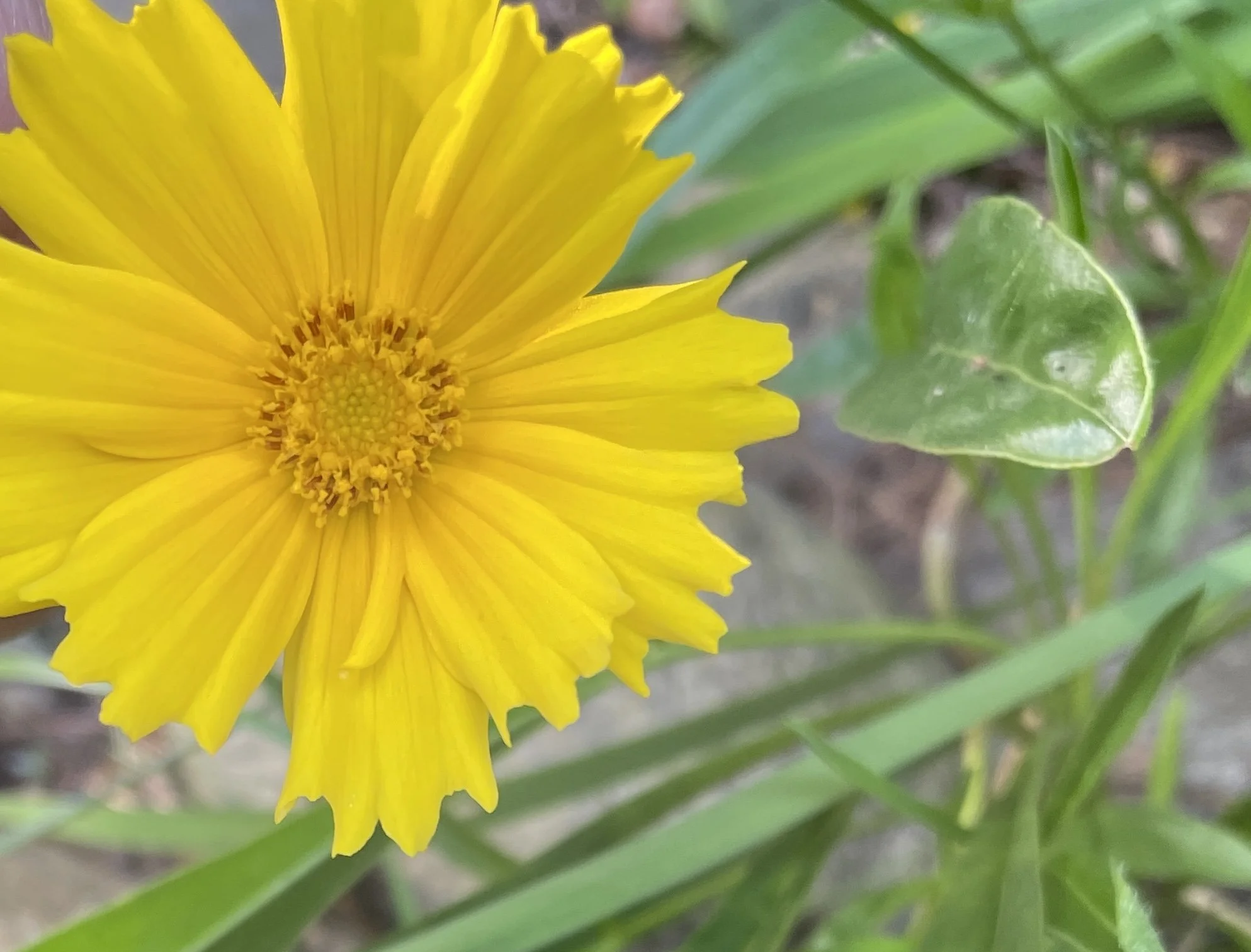 lanceleaf coreopsis cropped.jpeg