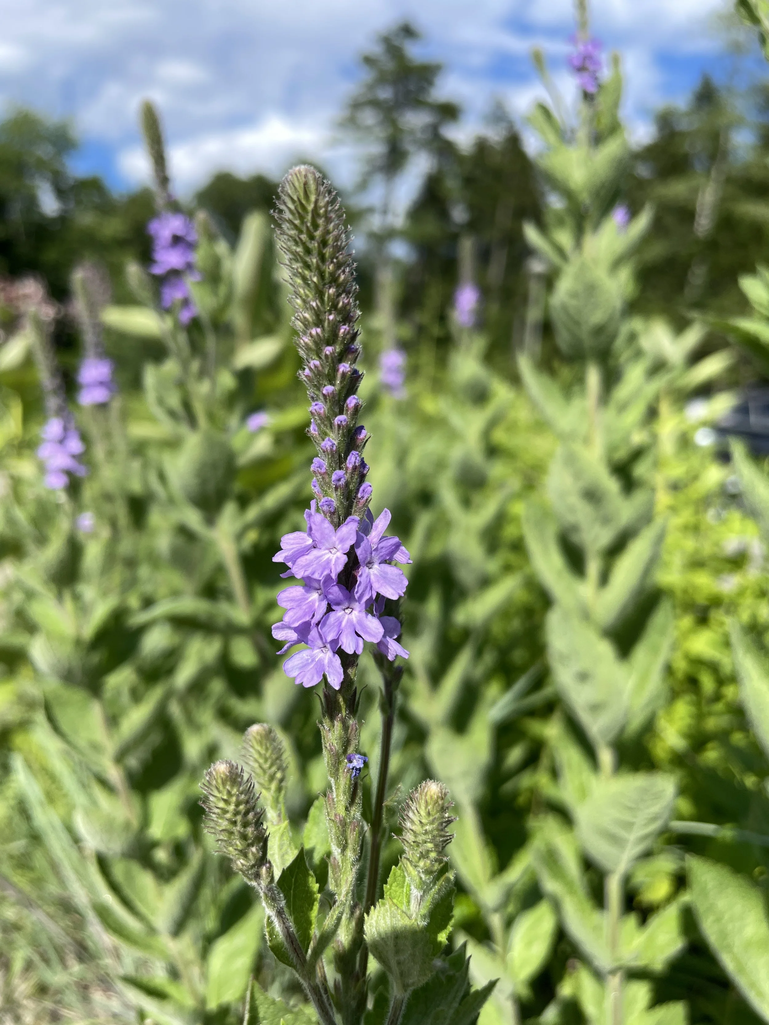 verbena stricta 7:11:26-1.JPG