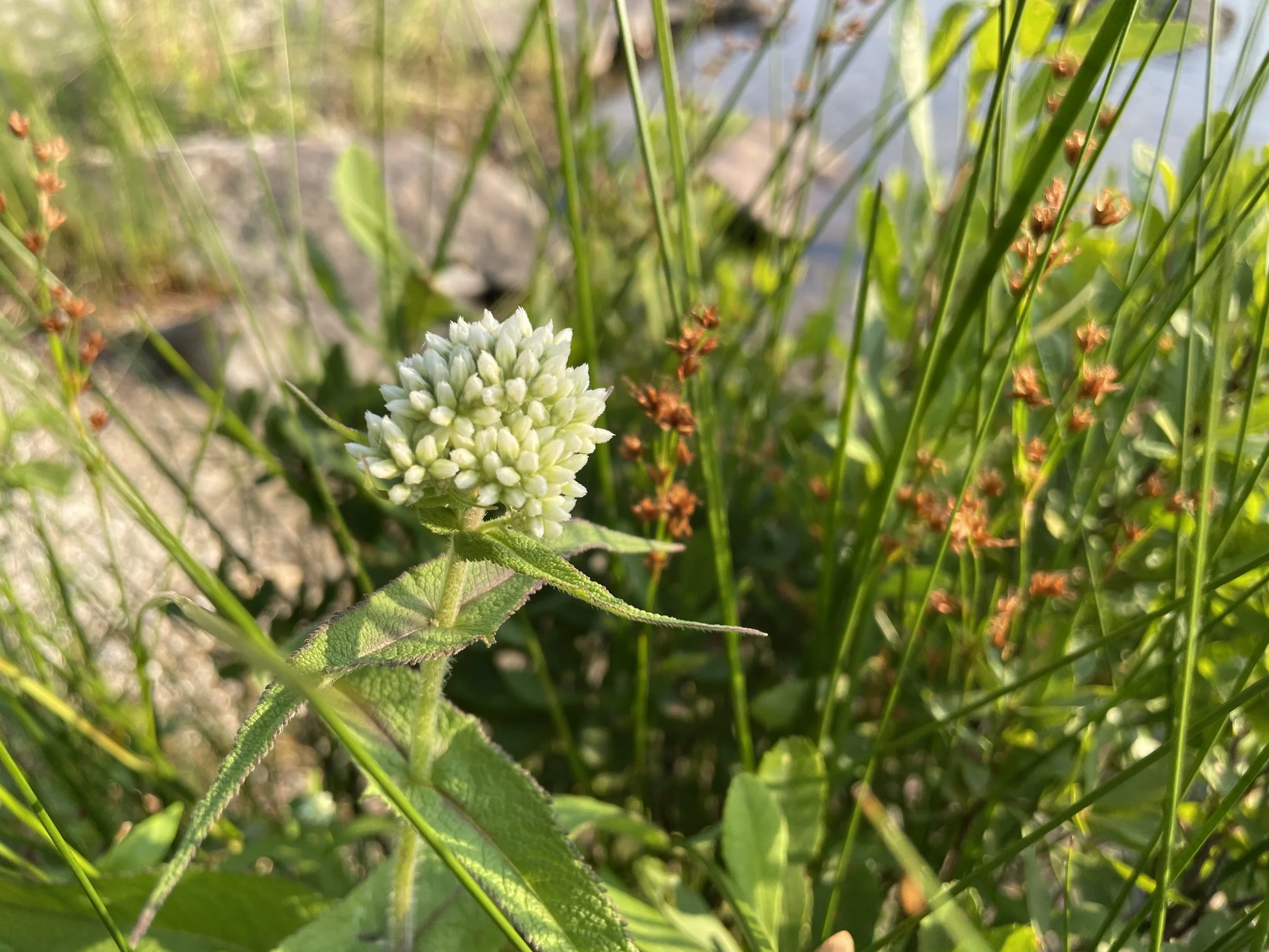 boneset.JPG
