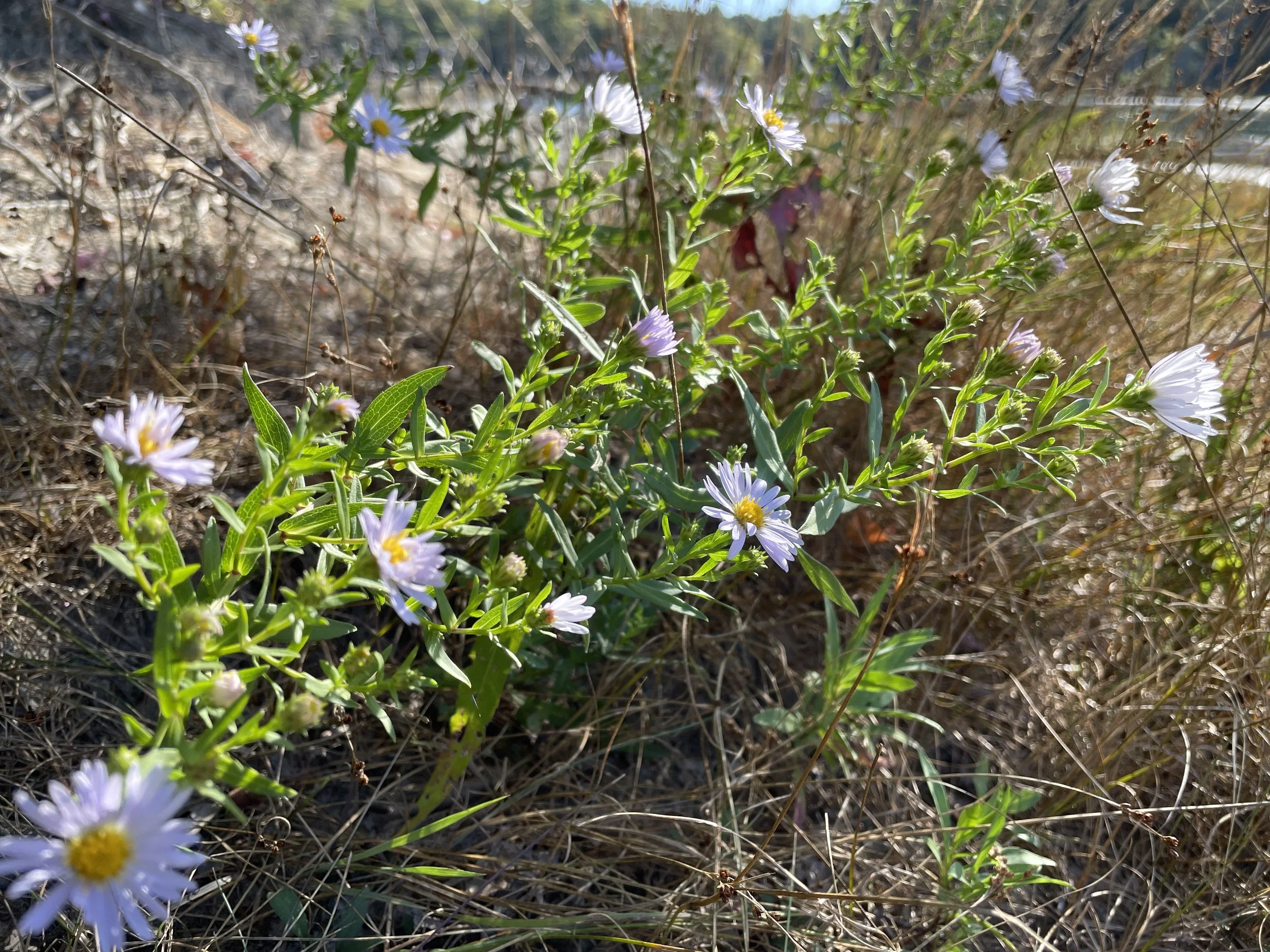 new york aster september 2025.JPG