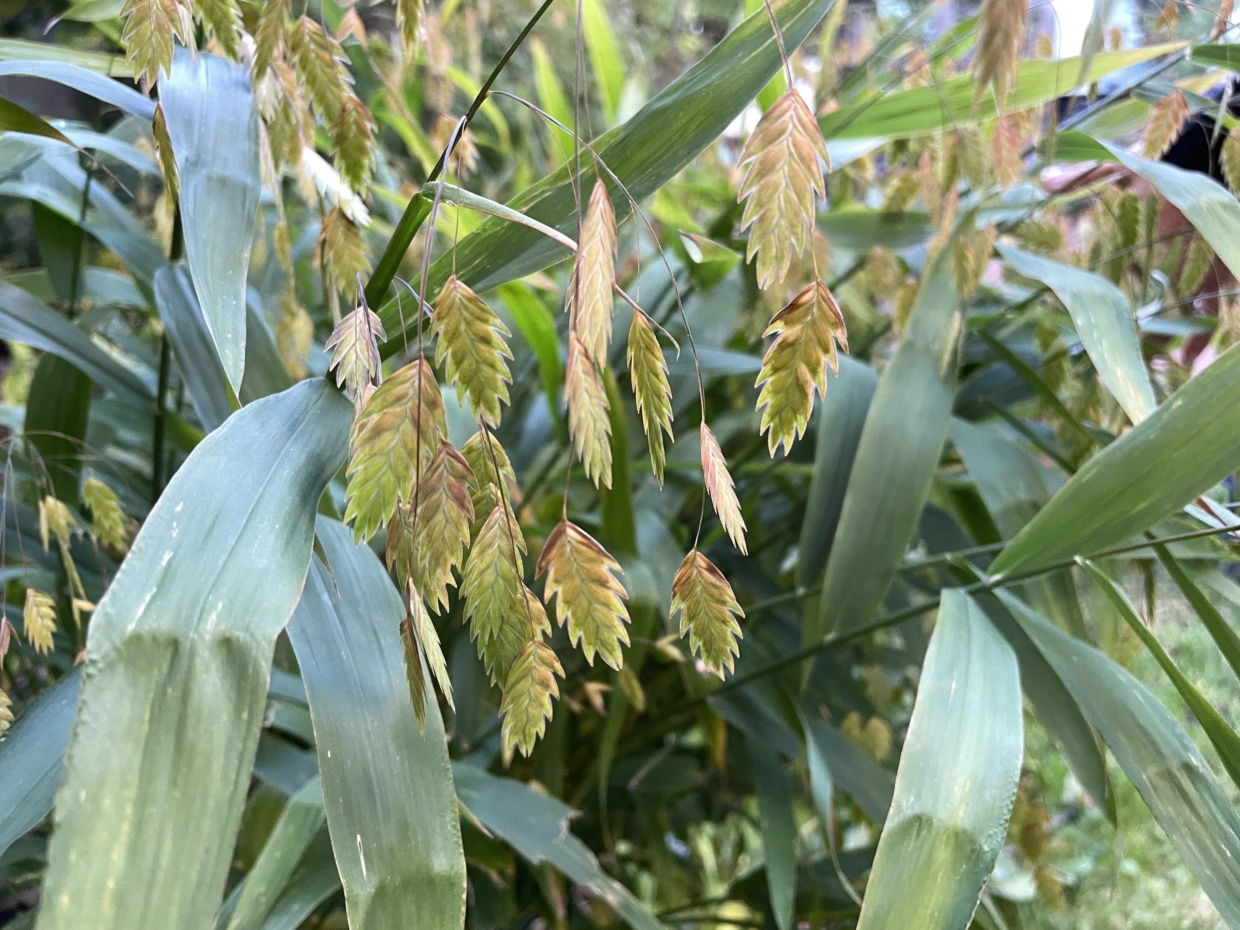 Chasmanthium latifolium - River oats
