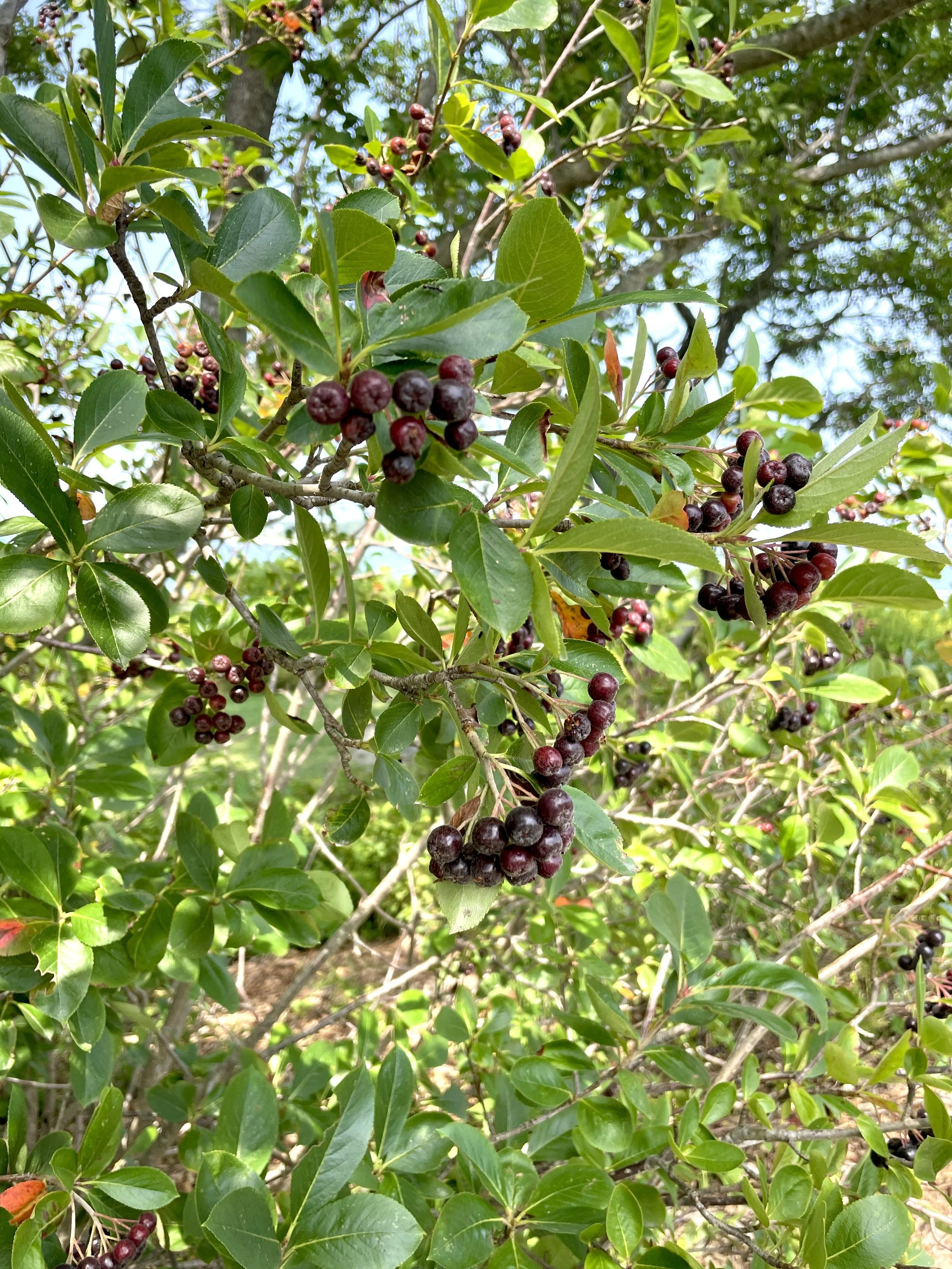 black chokeberry 8:6:25 - 1.jpg