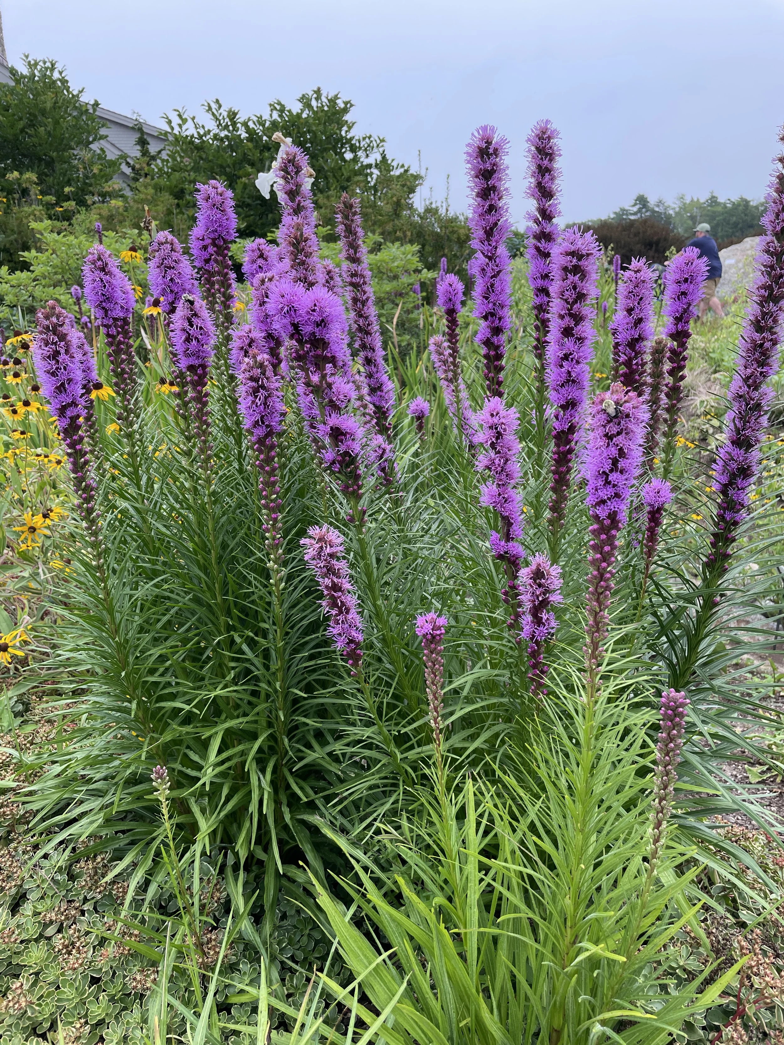 Liatris spicata - Gayfeather