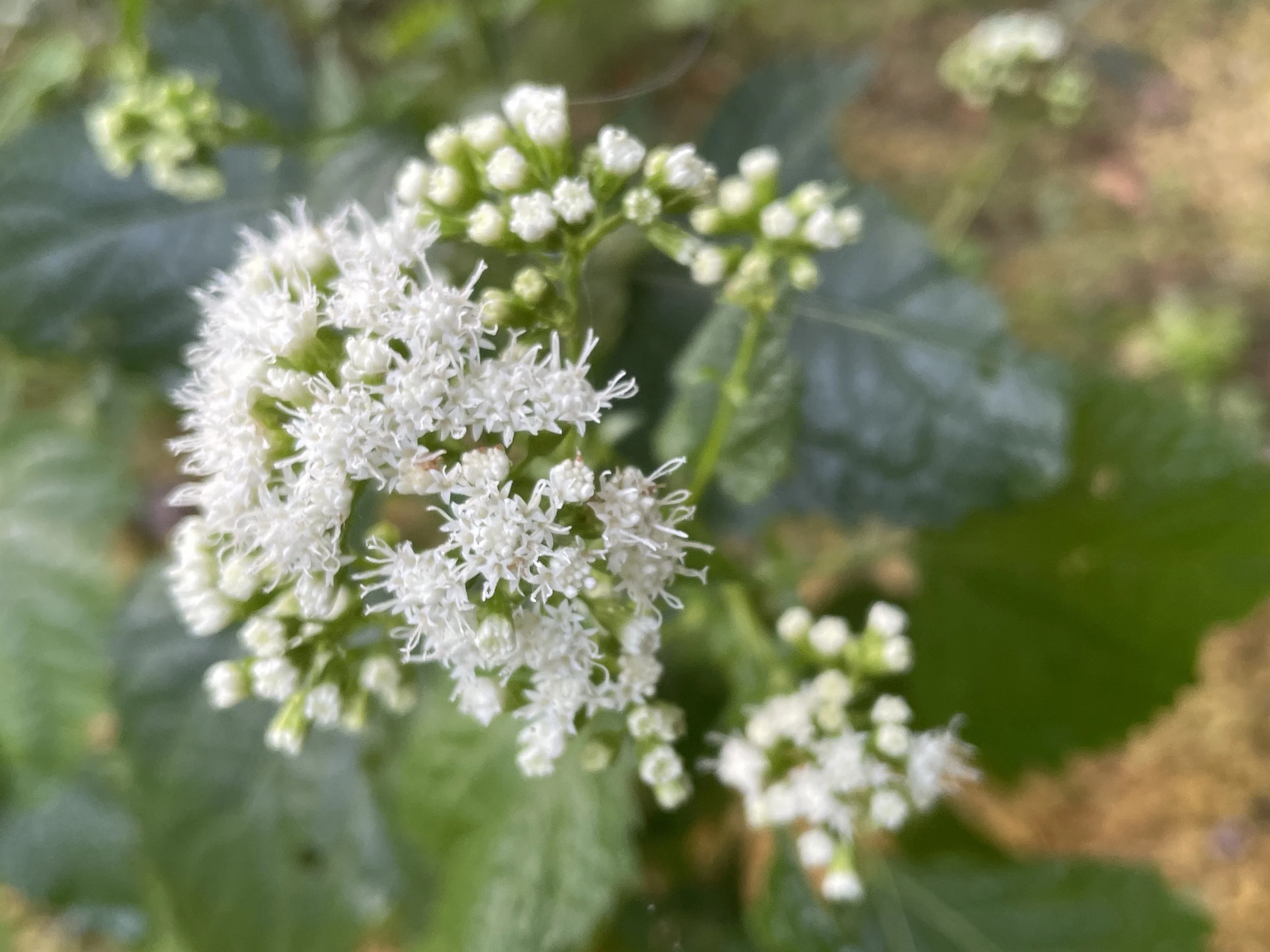 whitesnakeroot9:15:25-4.JPG