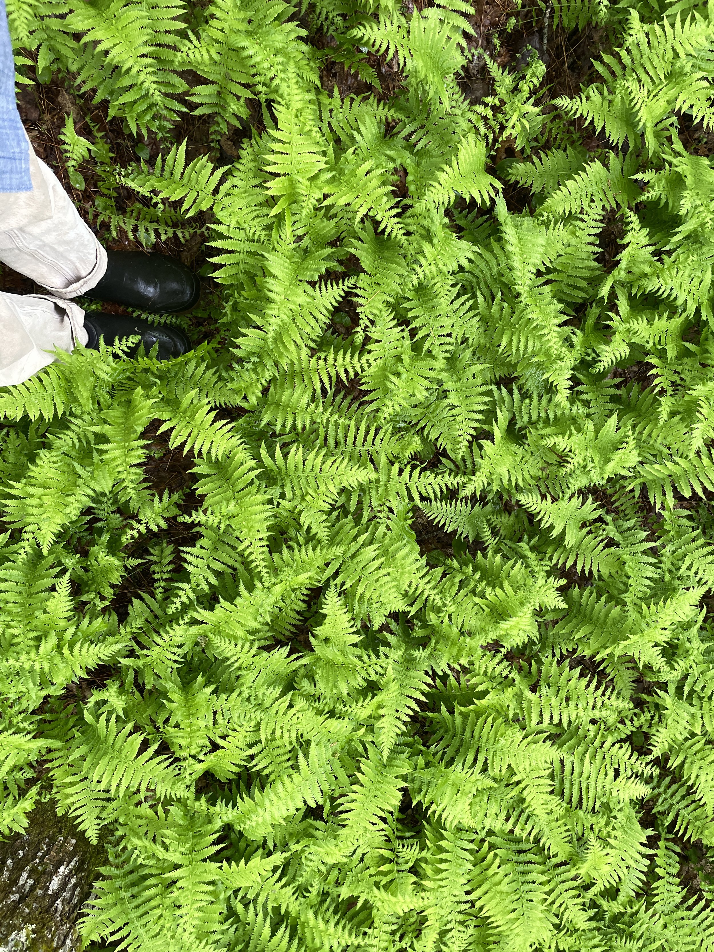 Black boots and the cuffs of white pants in the corner of a patch of bright green New York fern