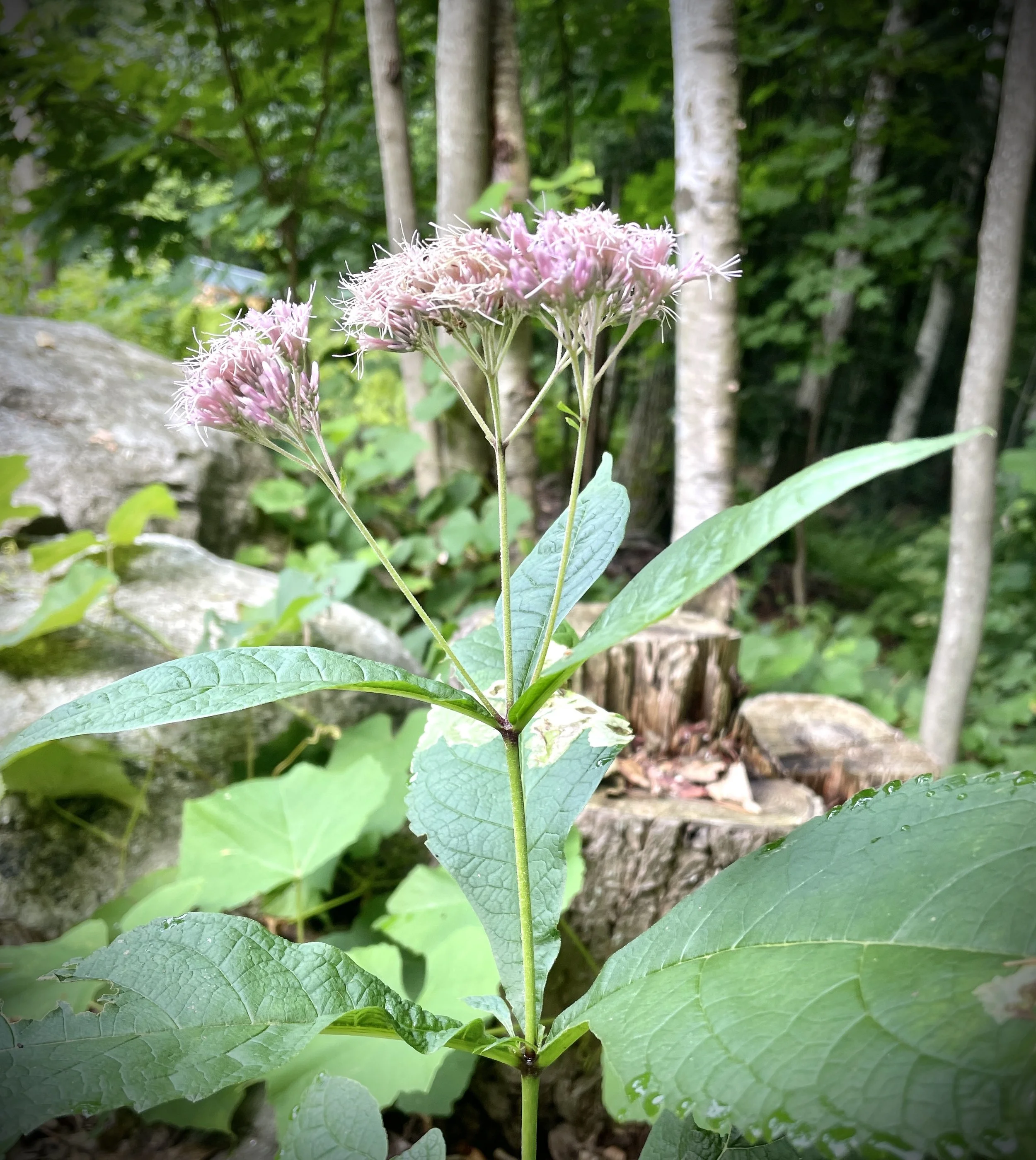 Eutrochium purpureum - Sweet Joe Pye weed