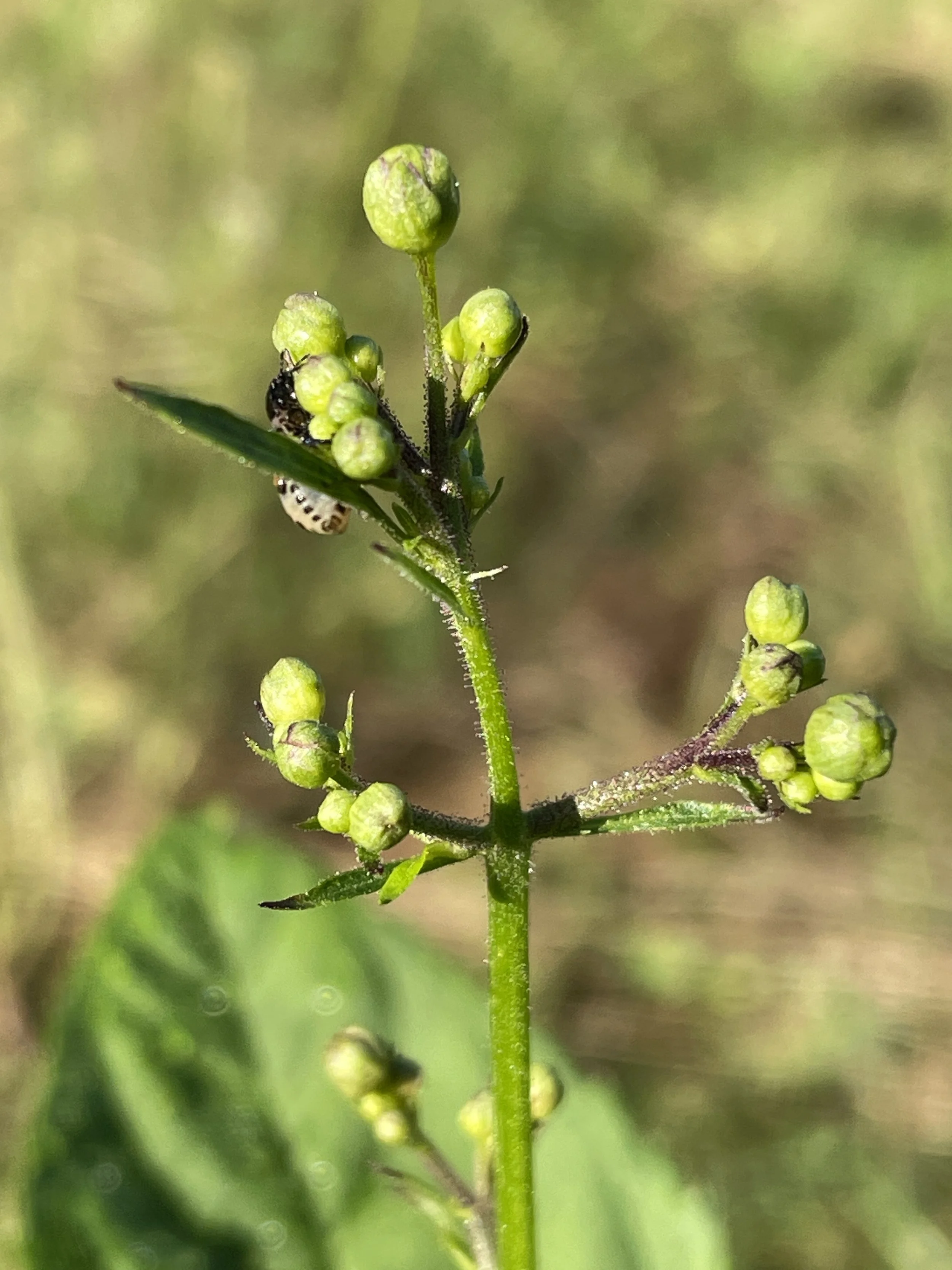 Scrophularia lanceolata11.JPG