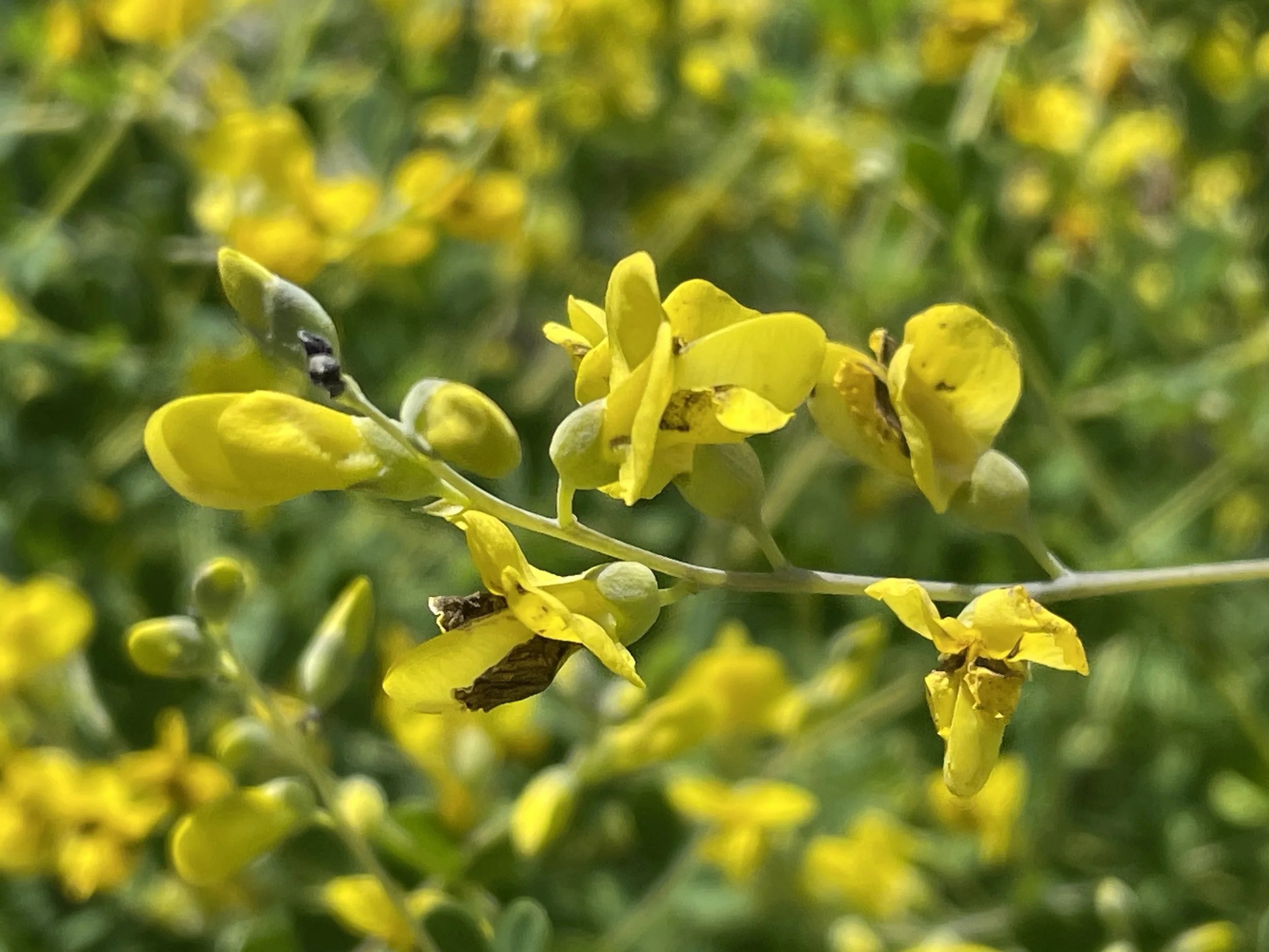 Baptisia tinctoria.JPG