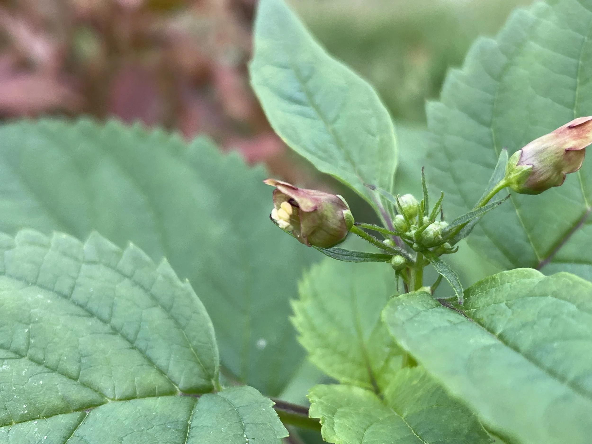 Scrophularia lanceolata1.JPG