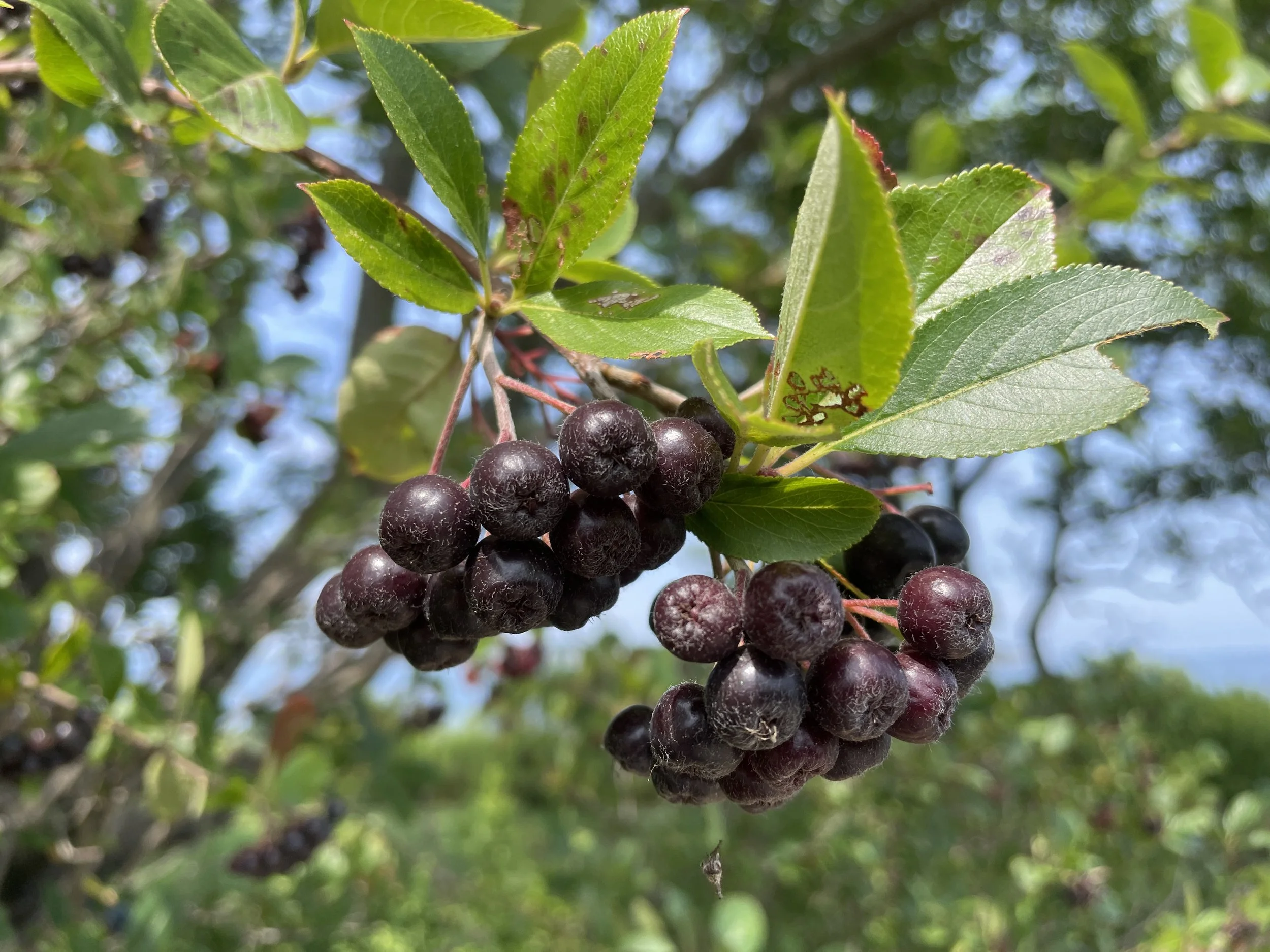 Aronia melanocarpa - Black chokeberry