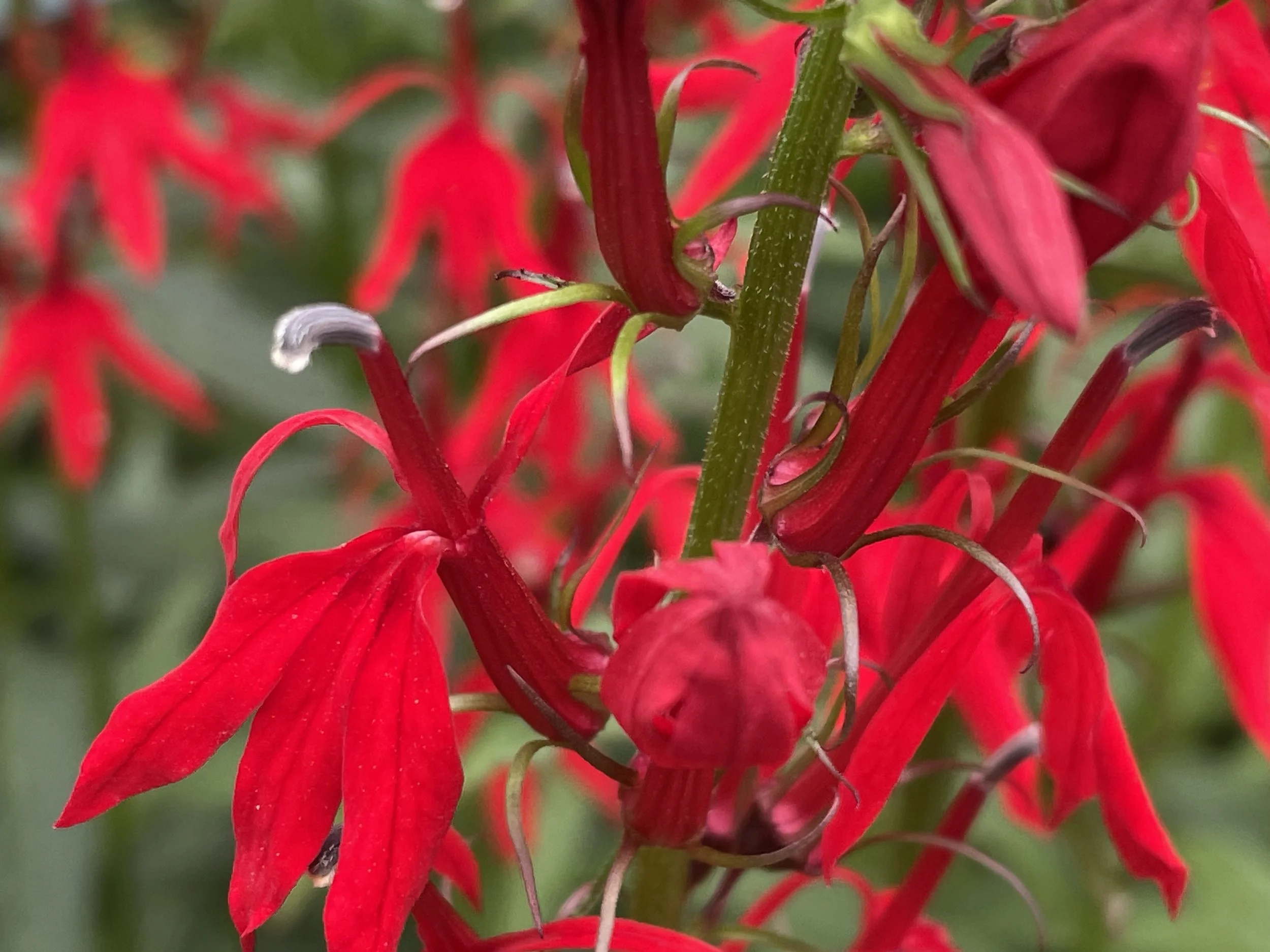 Lobelia cardinalis - Cardinal flower