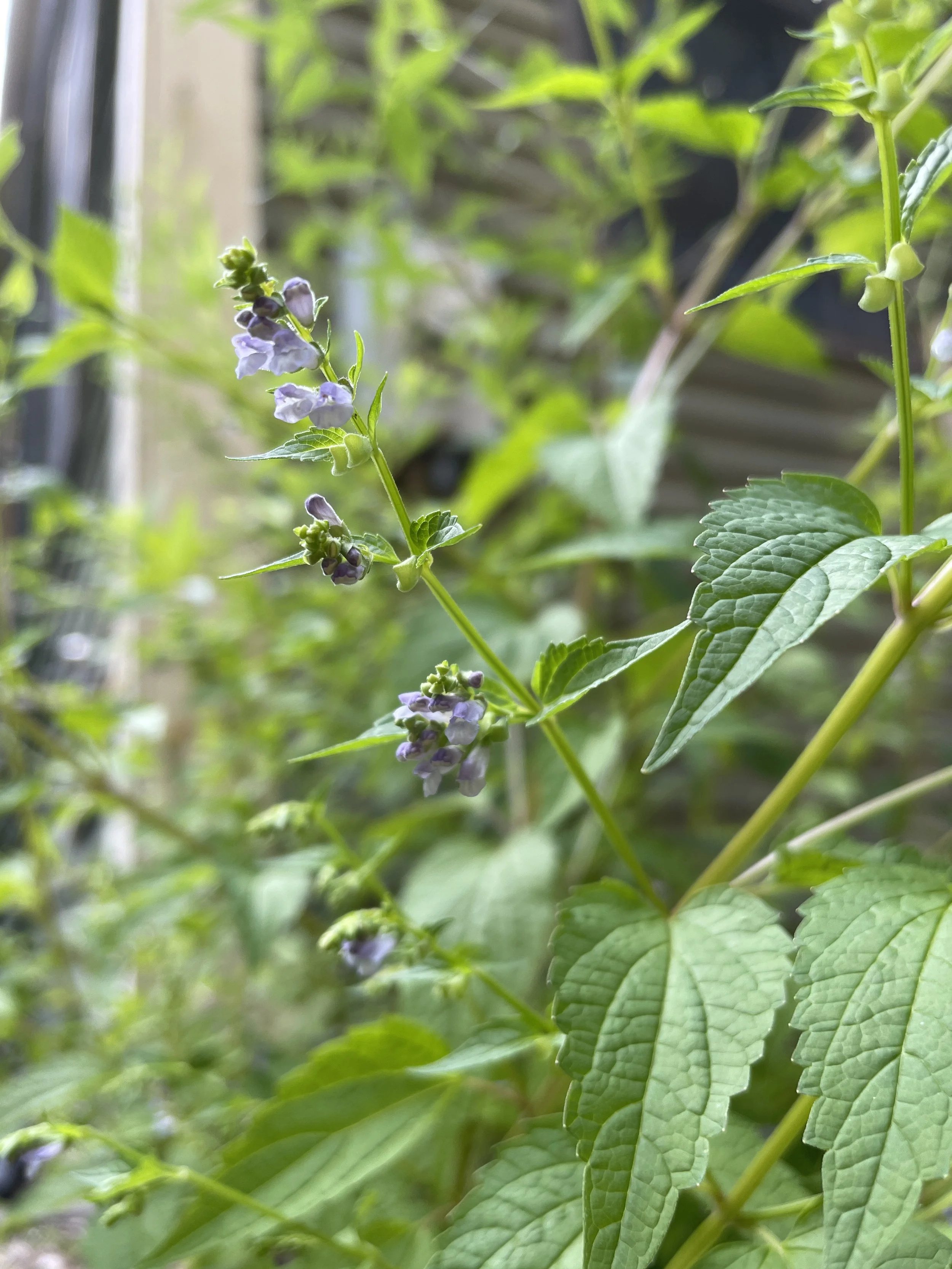 Scutellaria incana - Downy skullcap
