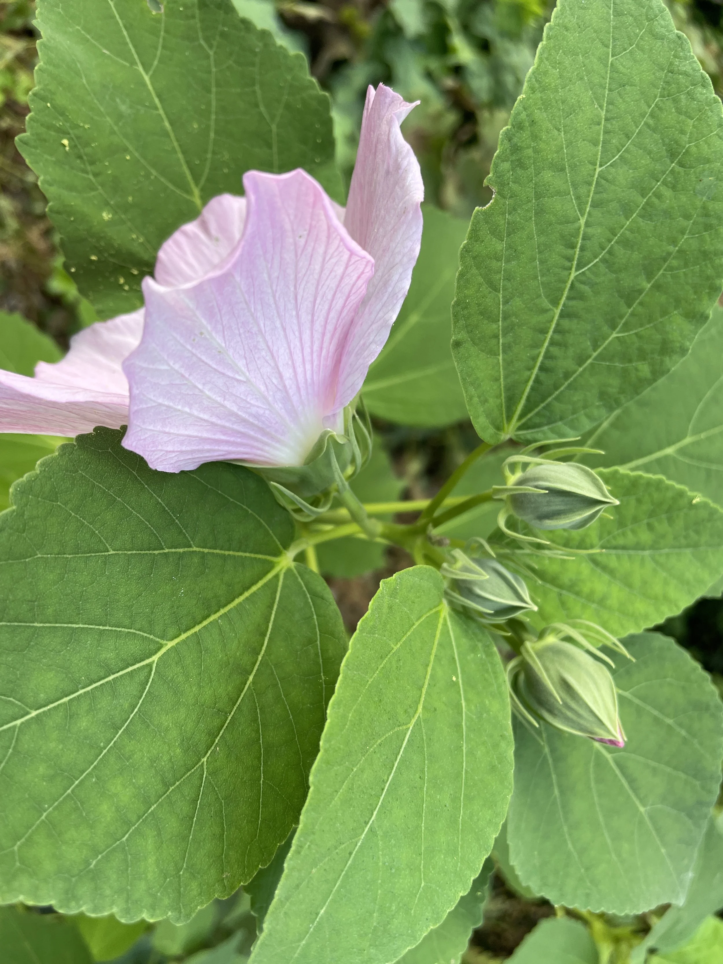 swamprosemallow2.JPG