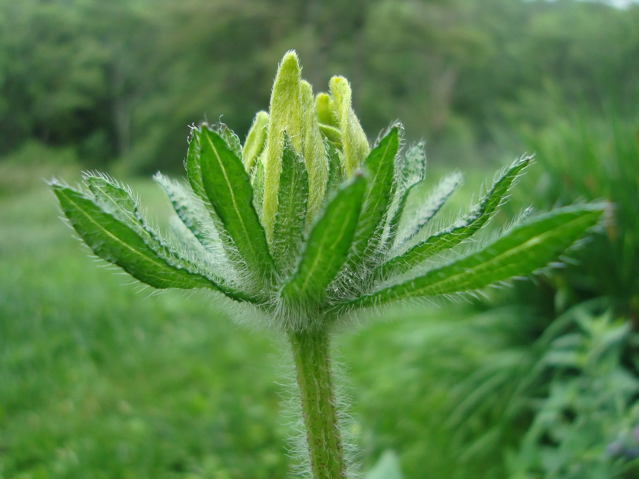 rudbeckiahirta.jpg