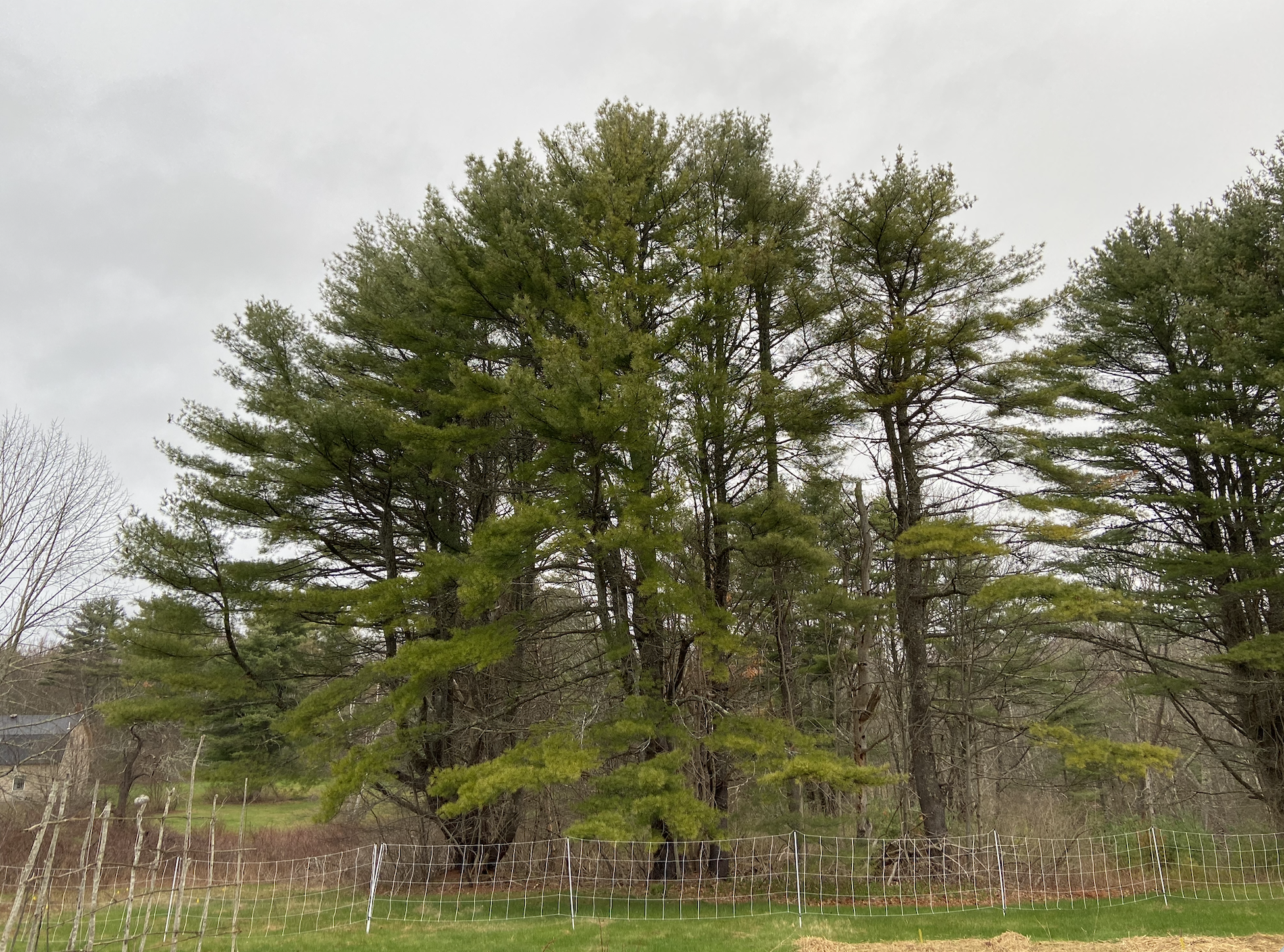 pinus strobus.png