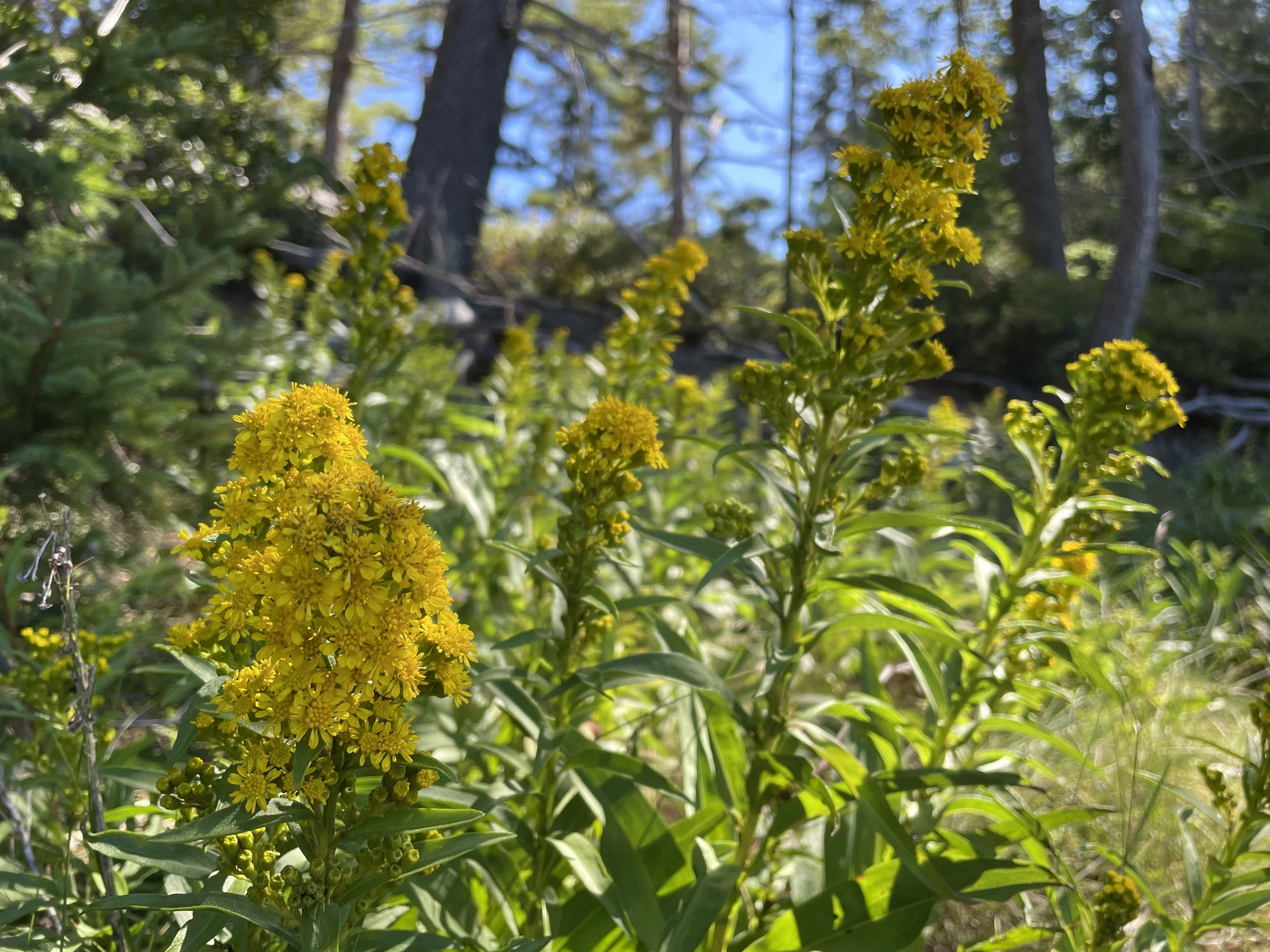 Solidago sempervirens20.JPG