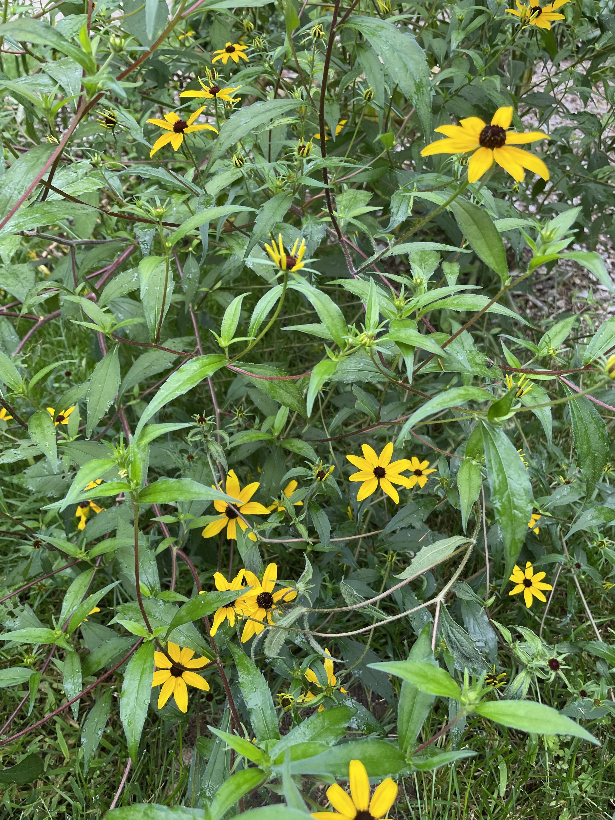 3lobedconeflower.JPG