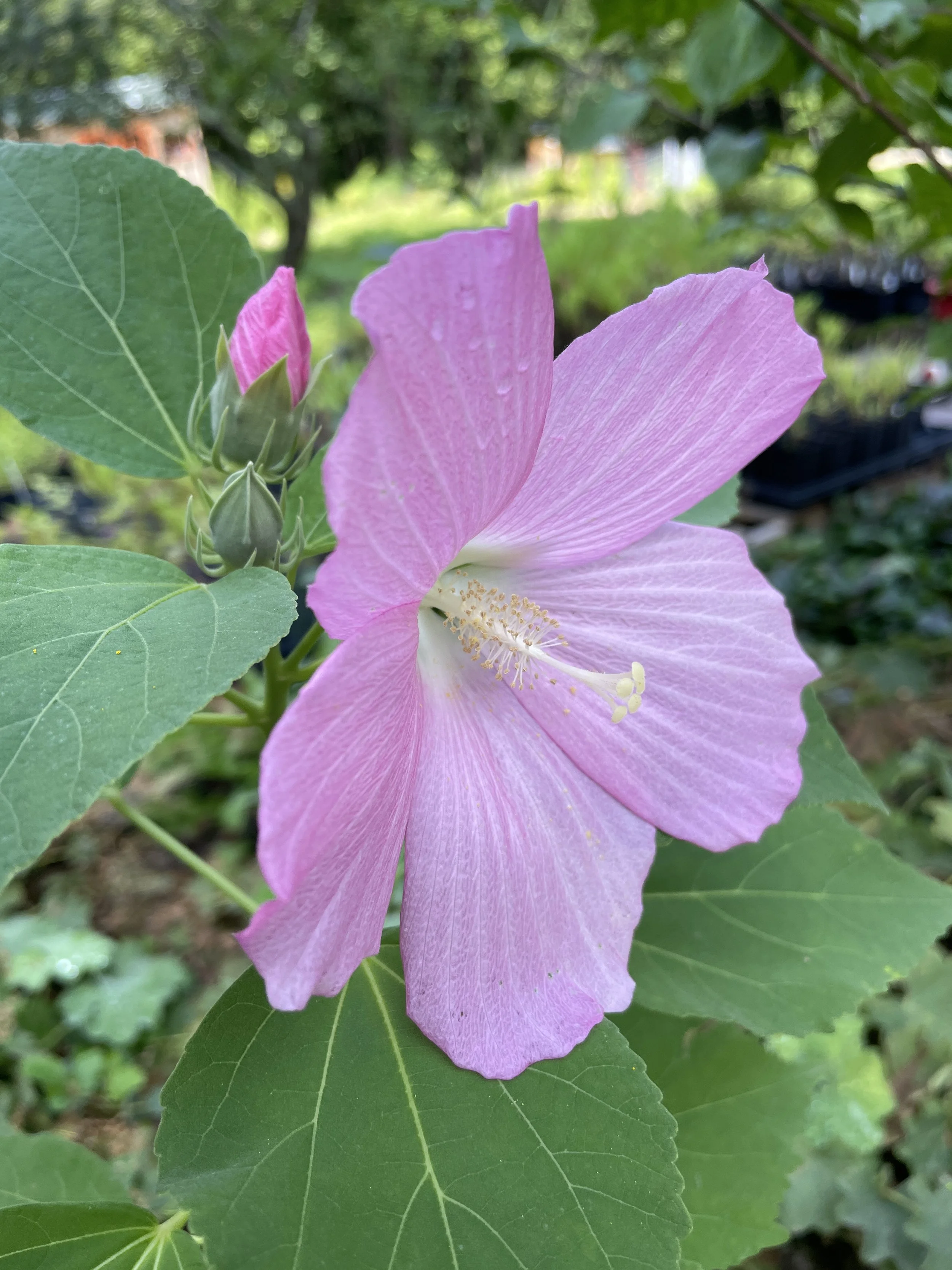 swamprosemallow5.JPG