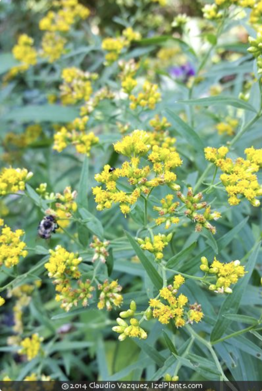 Euthamia graminifolia.png