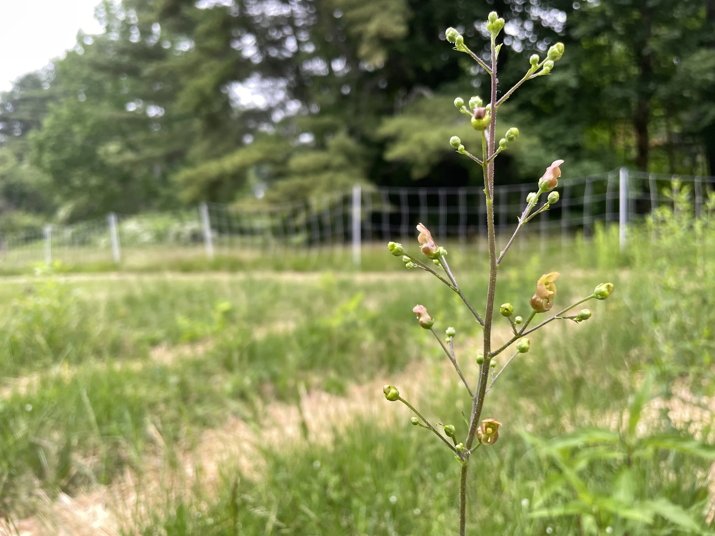 scrophularia lanceolata.JPG