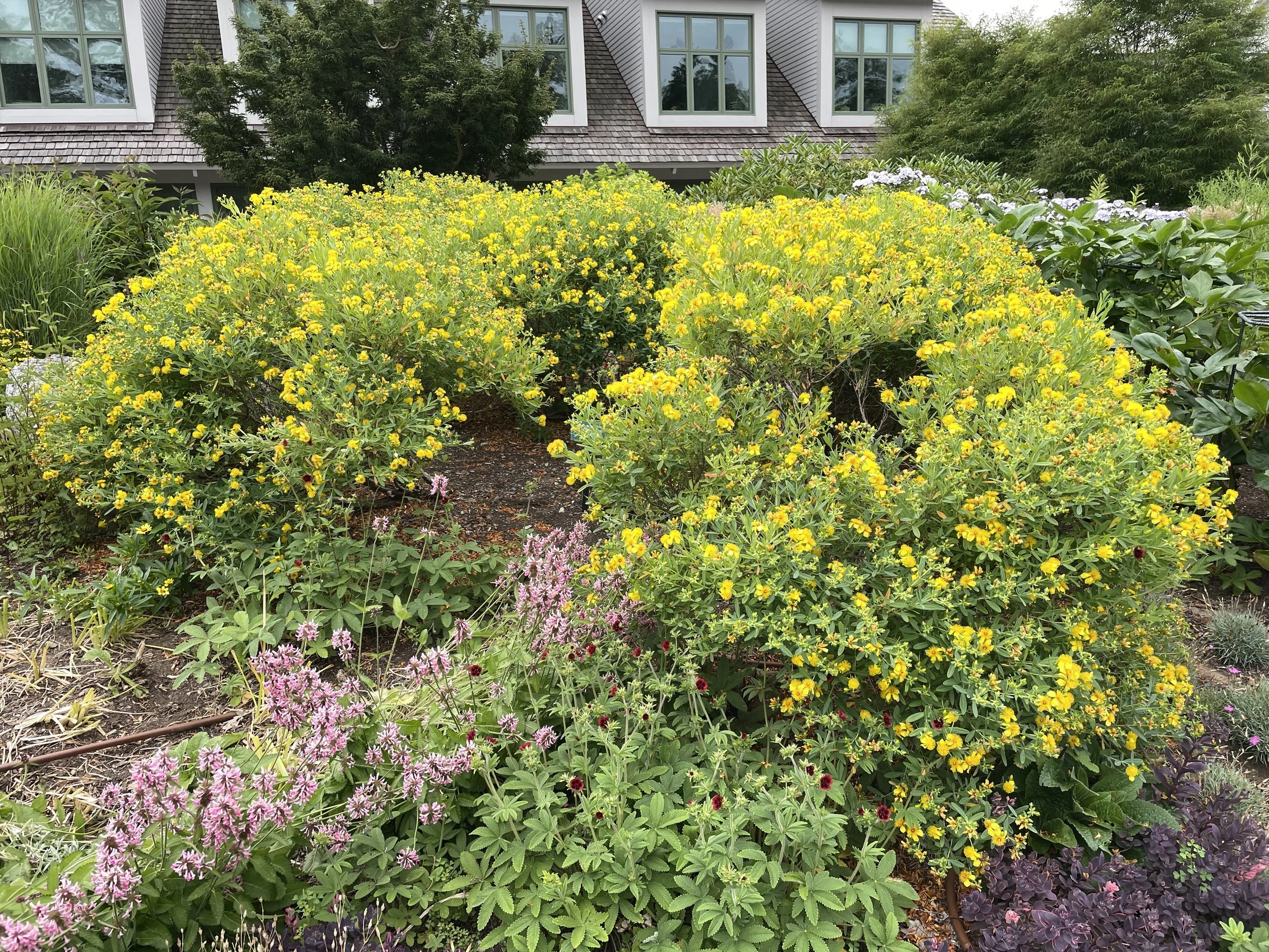shrubby st johns wort 7:18:26 CMBG-2.JPG