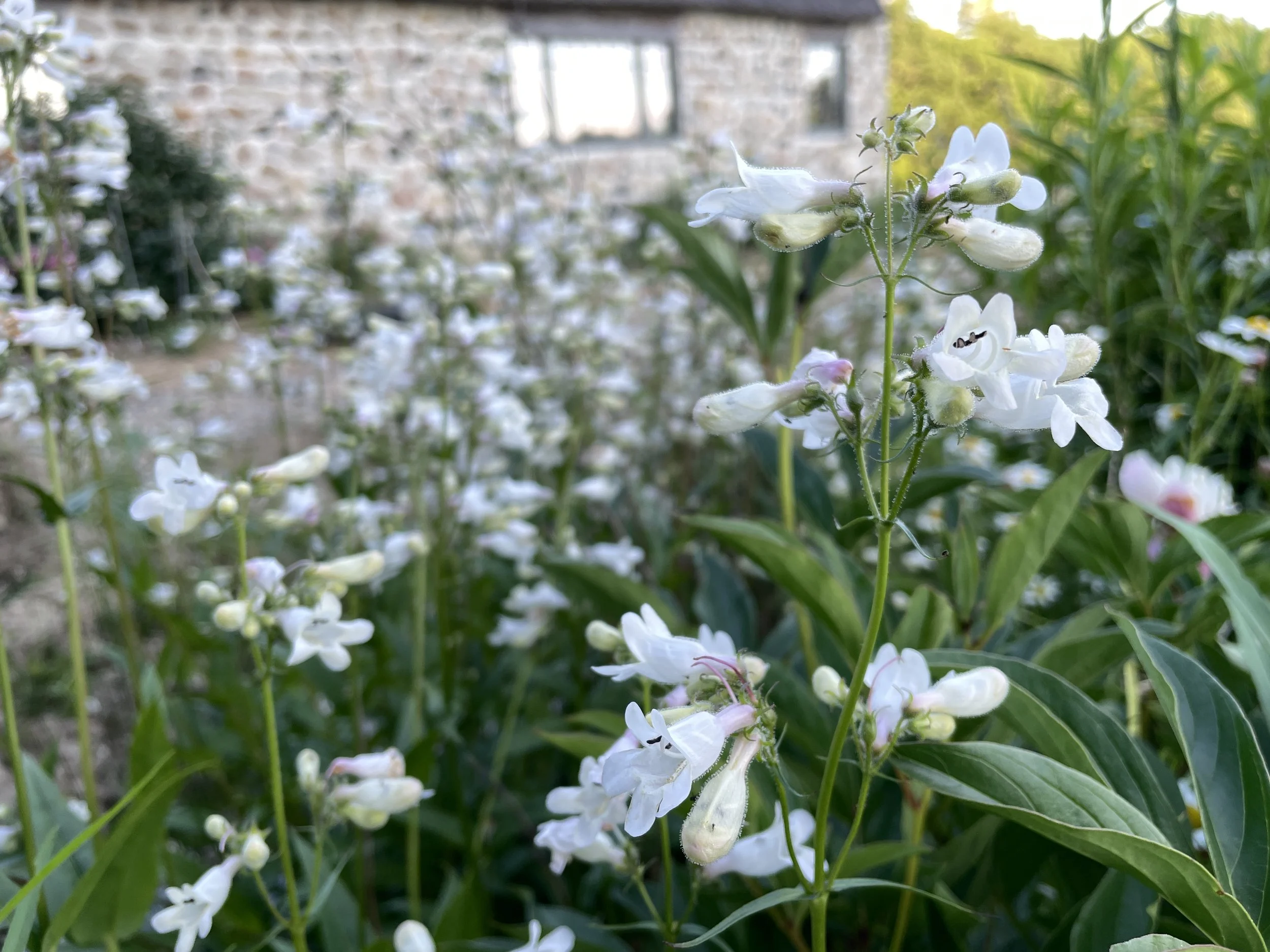 p.digitalis 6:28:26.JPG