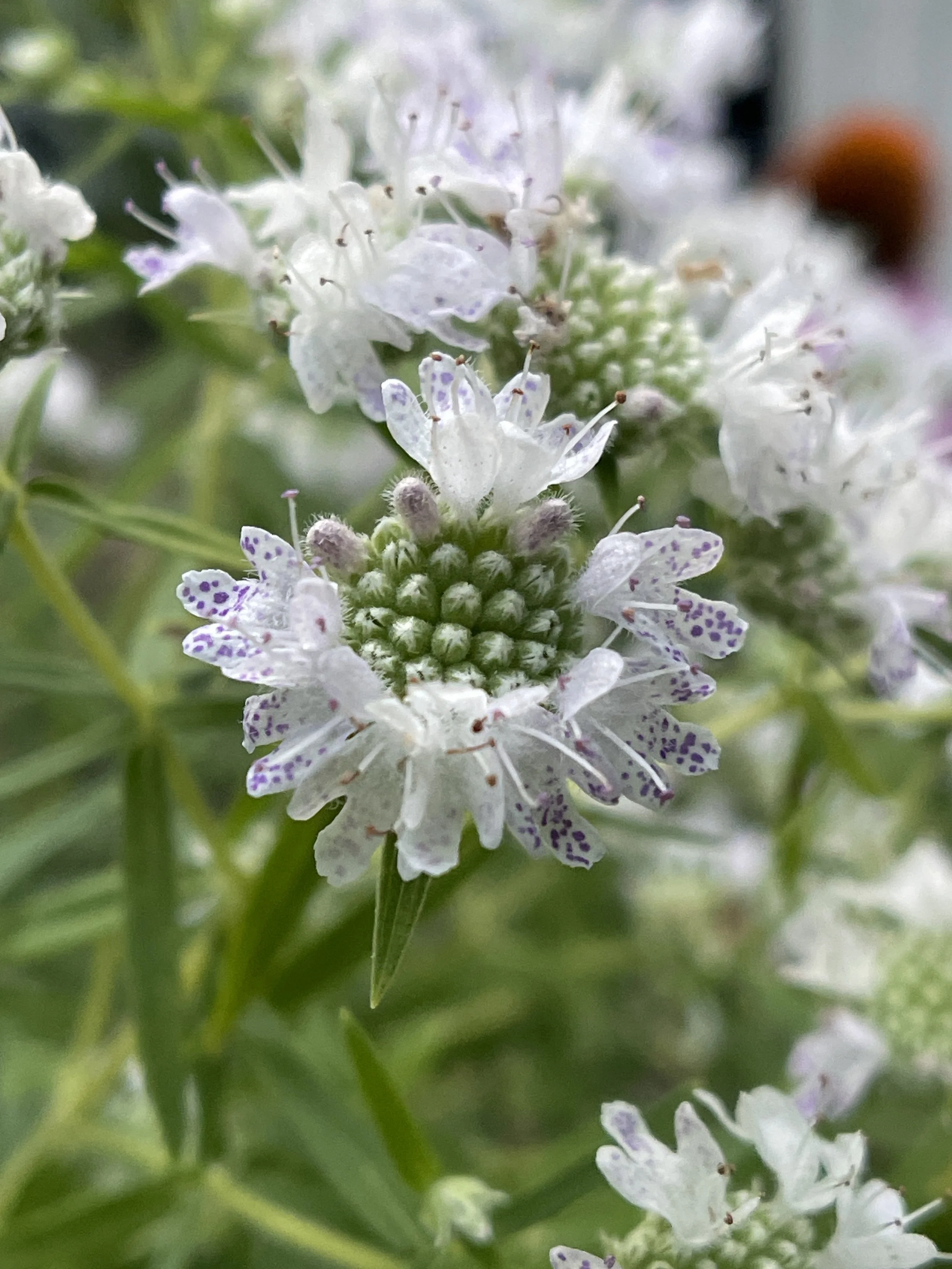 virginia mtn mint.JPG