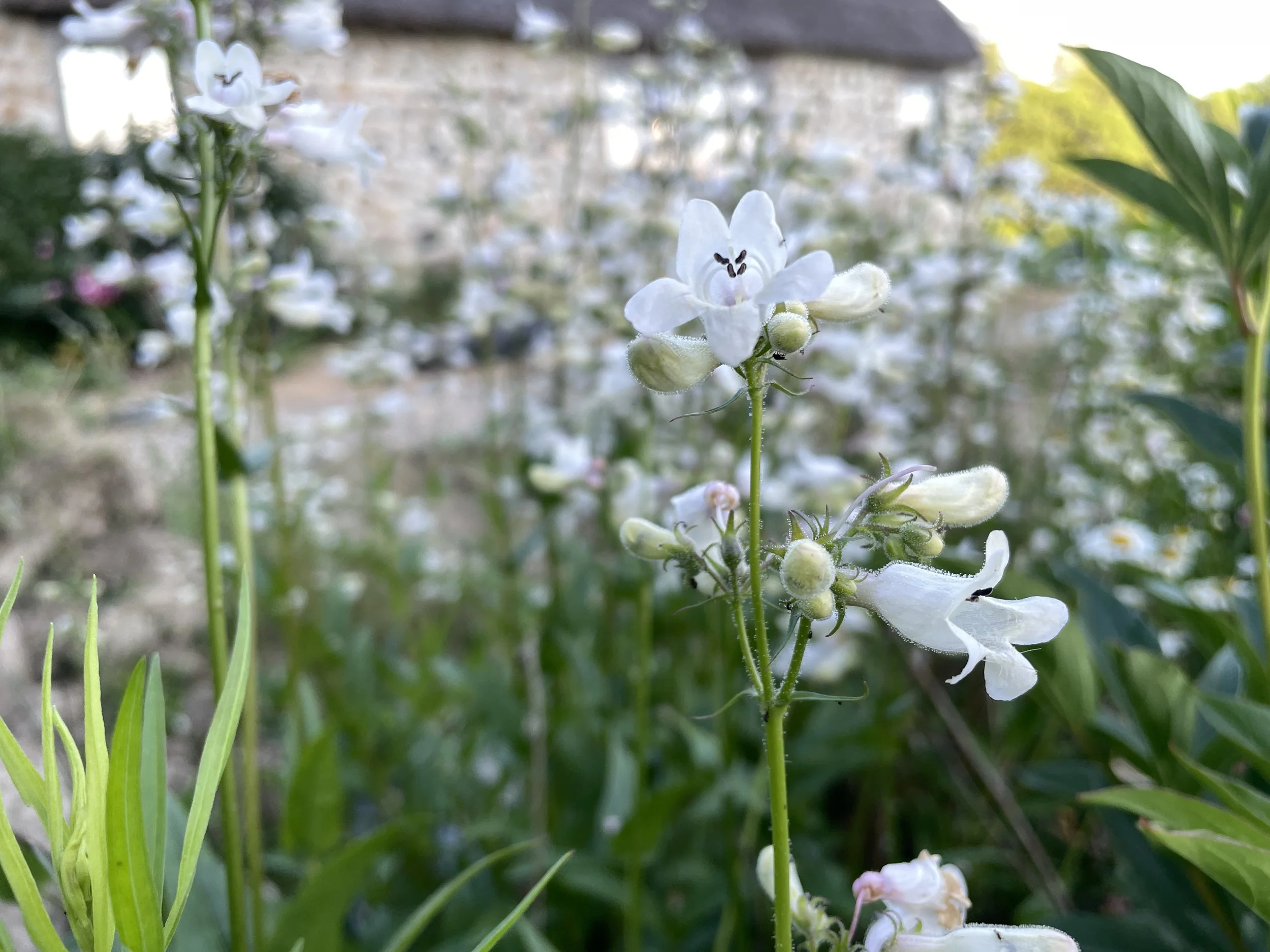 p.digitalis 6:28:26-1.JPG