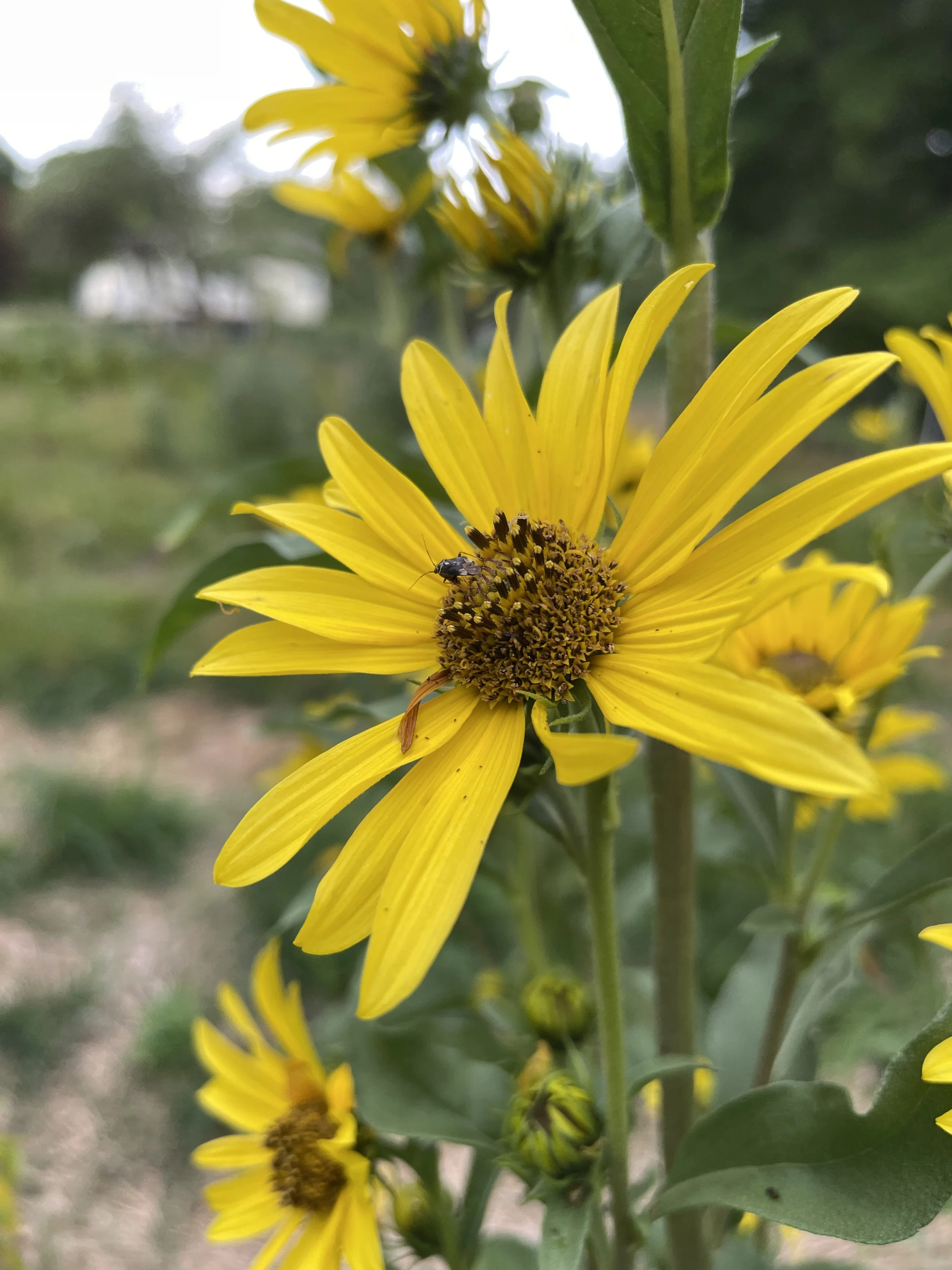 maximilians sunflower 8:2:26.JPG