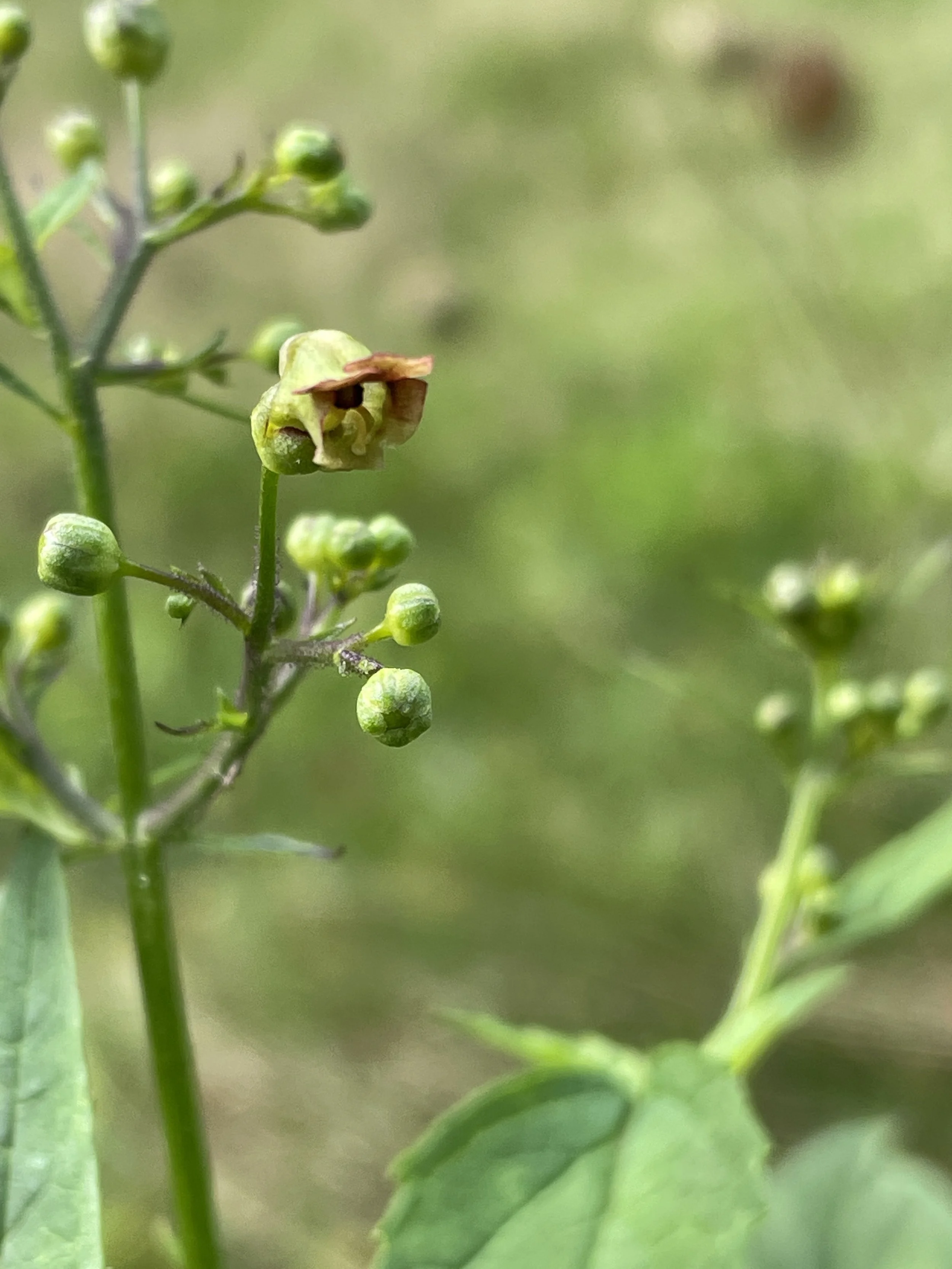 Scrophularia lanceolata - Early figwort