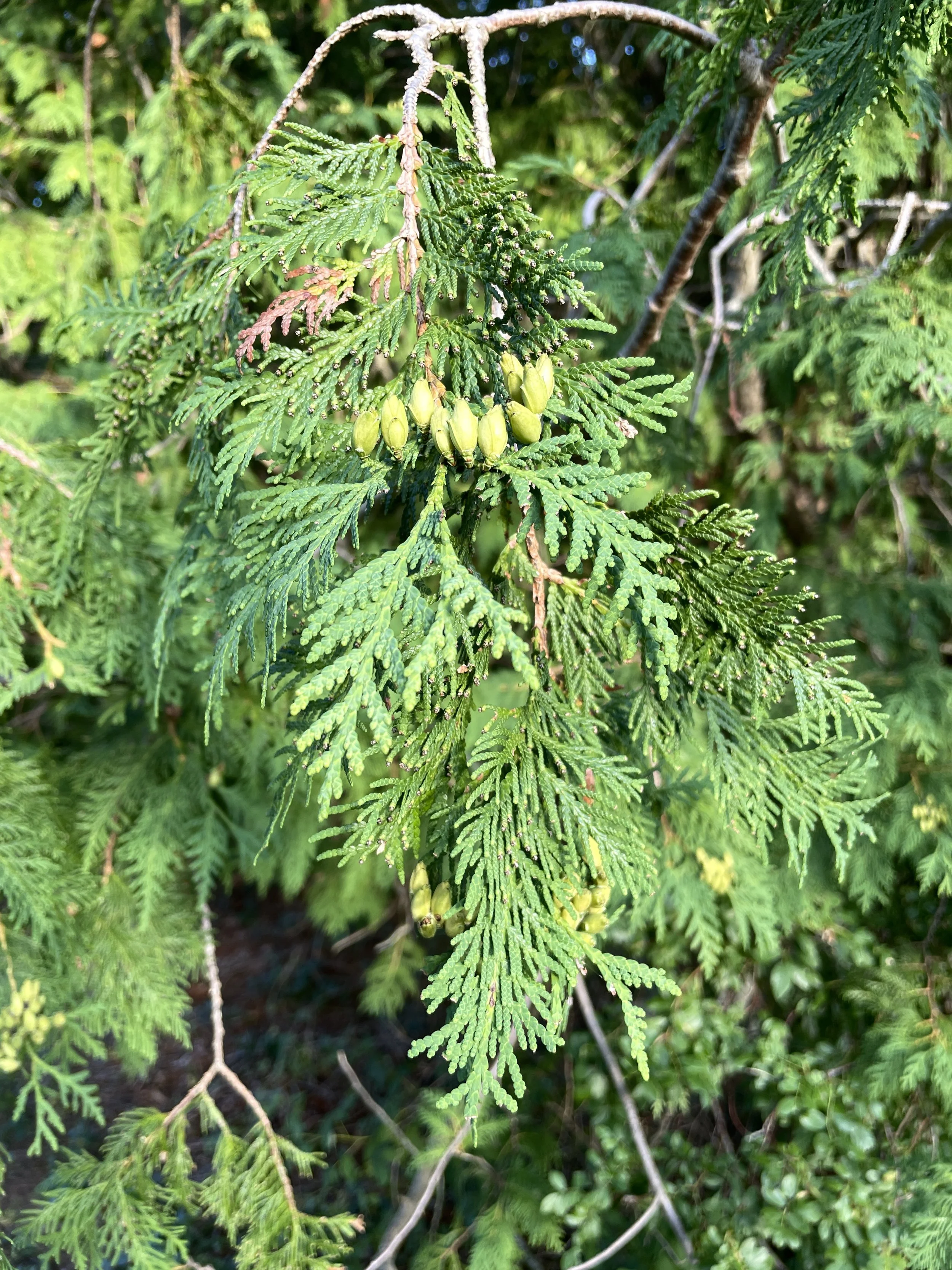 cedar 8:25:26.JPG