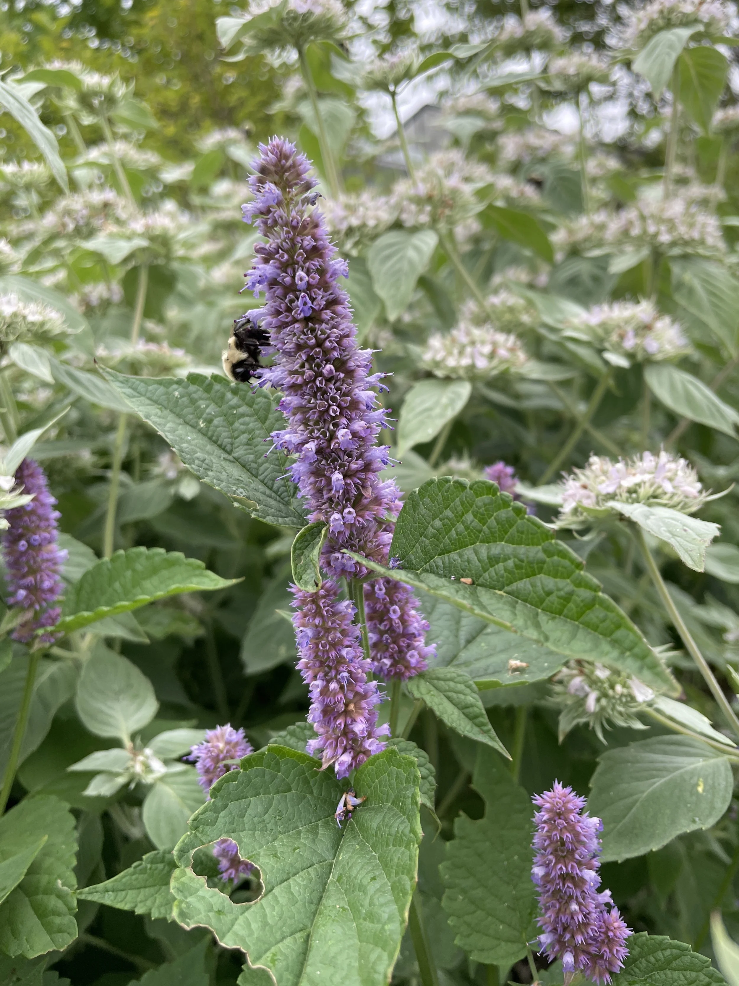 Agastache foeniculum - Anise hyssop