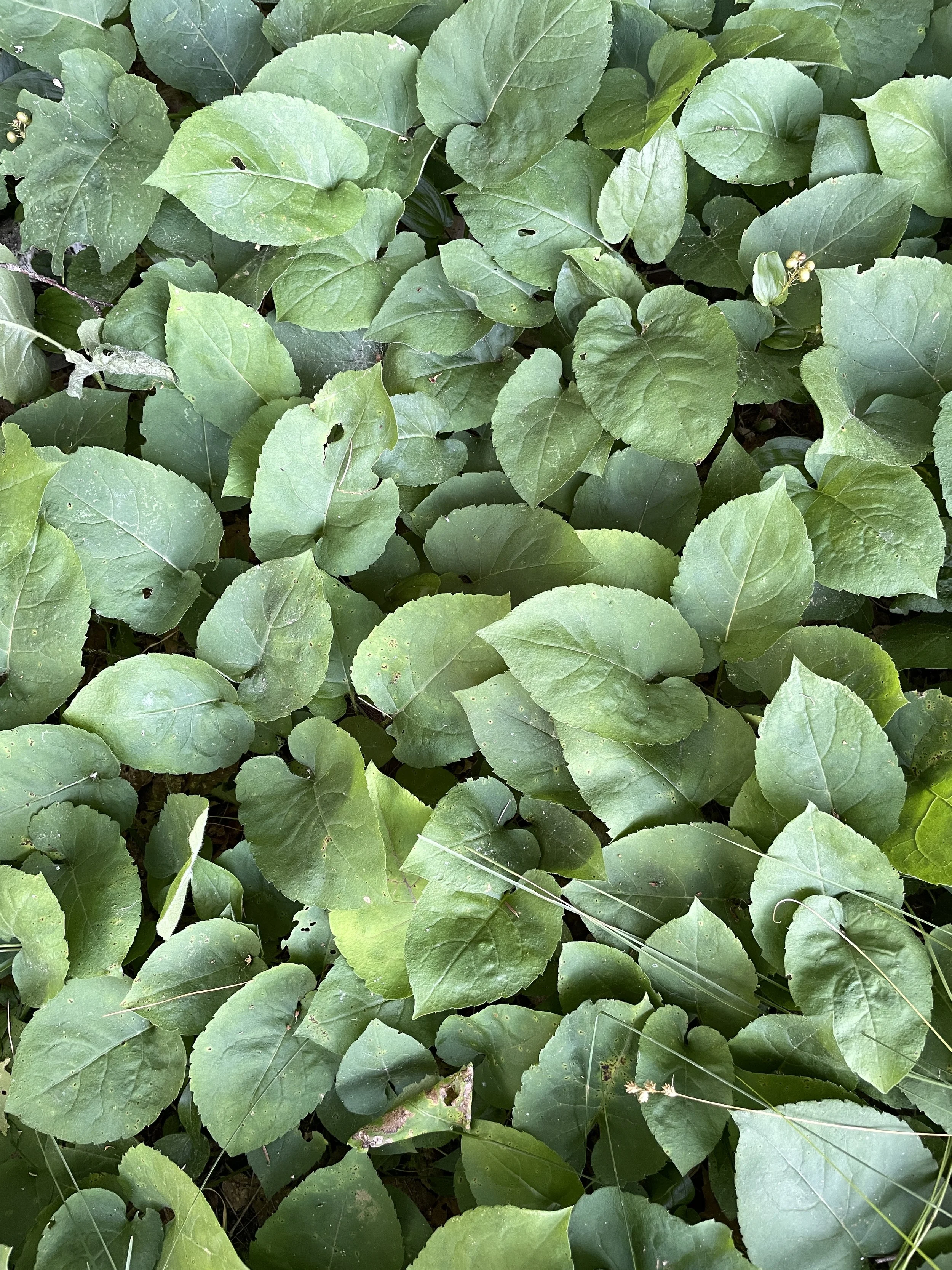 eurybia macrophylla leaves.JPG