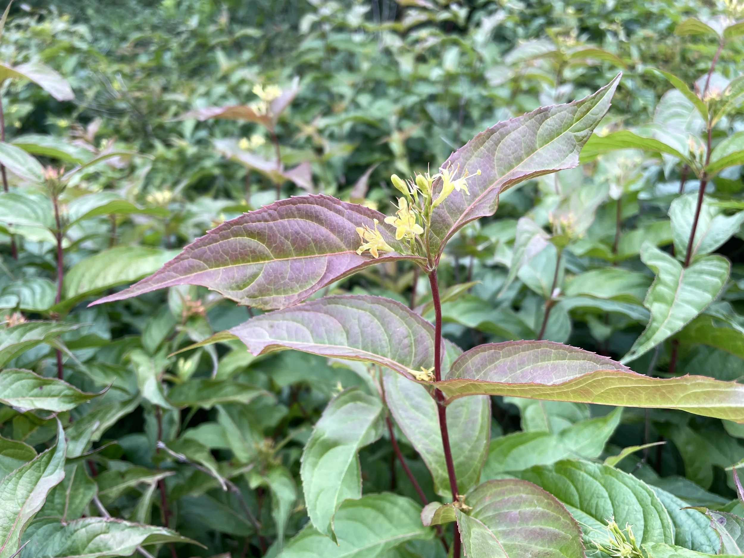 Diervilla lonicera - Bush honeysuckle