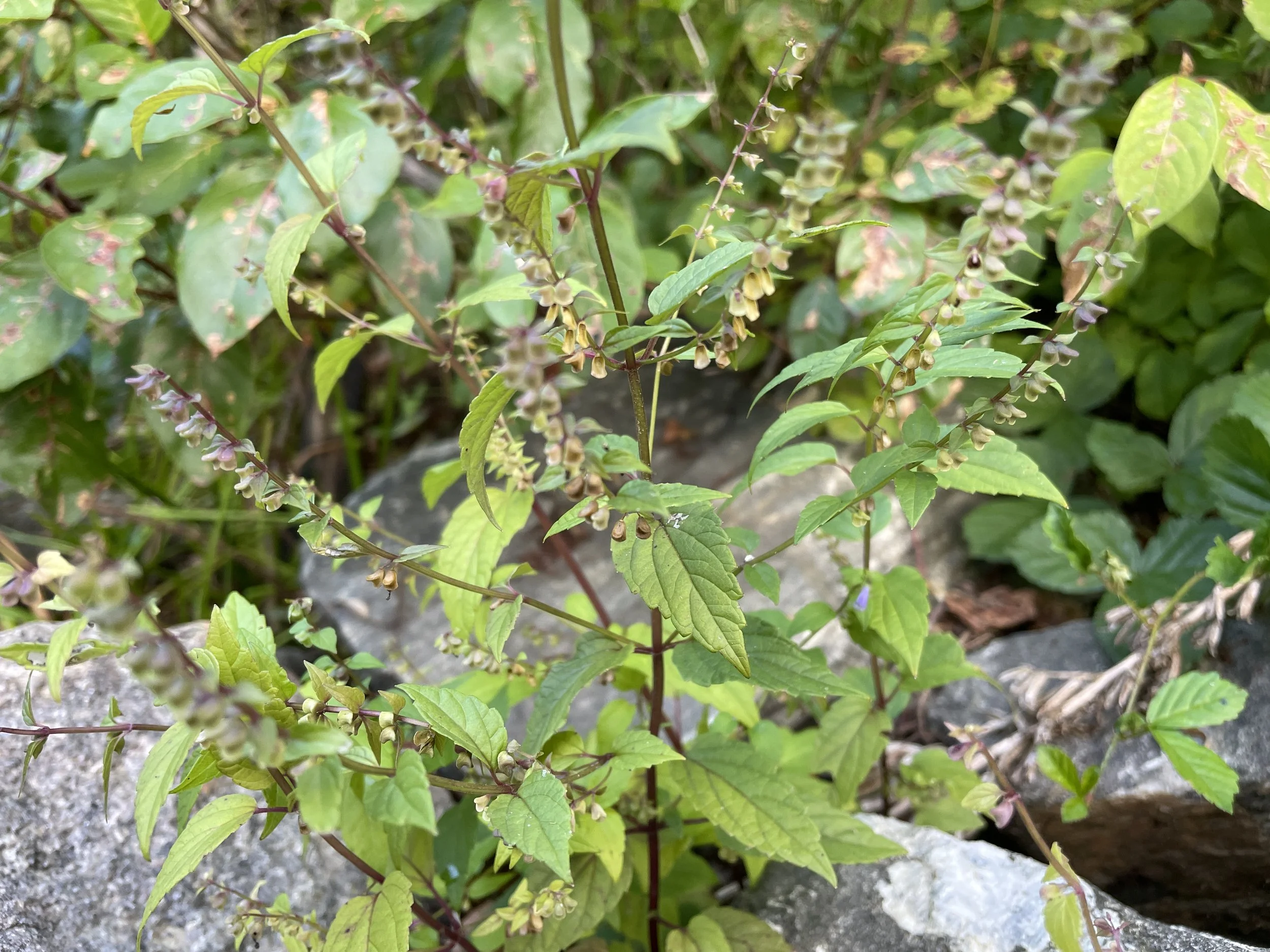 Scutellaria lateriflora3.JPG