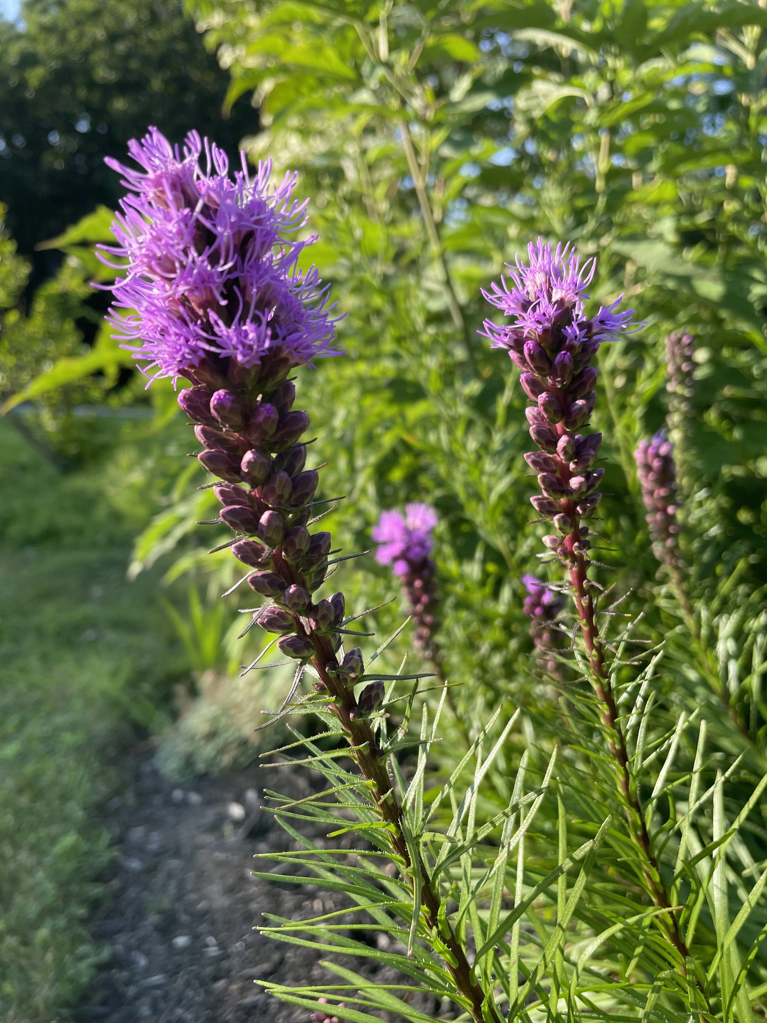 gayfeather.JPG (Copy)