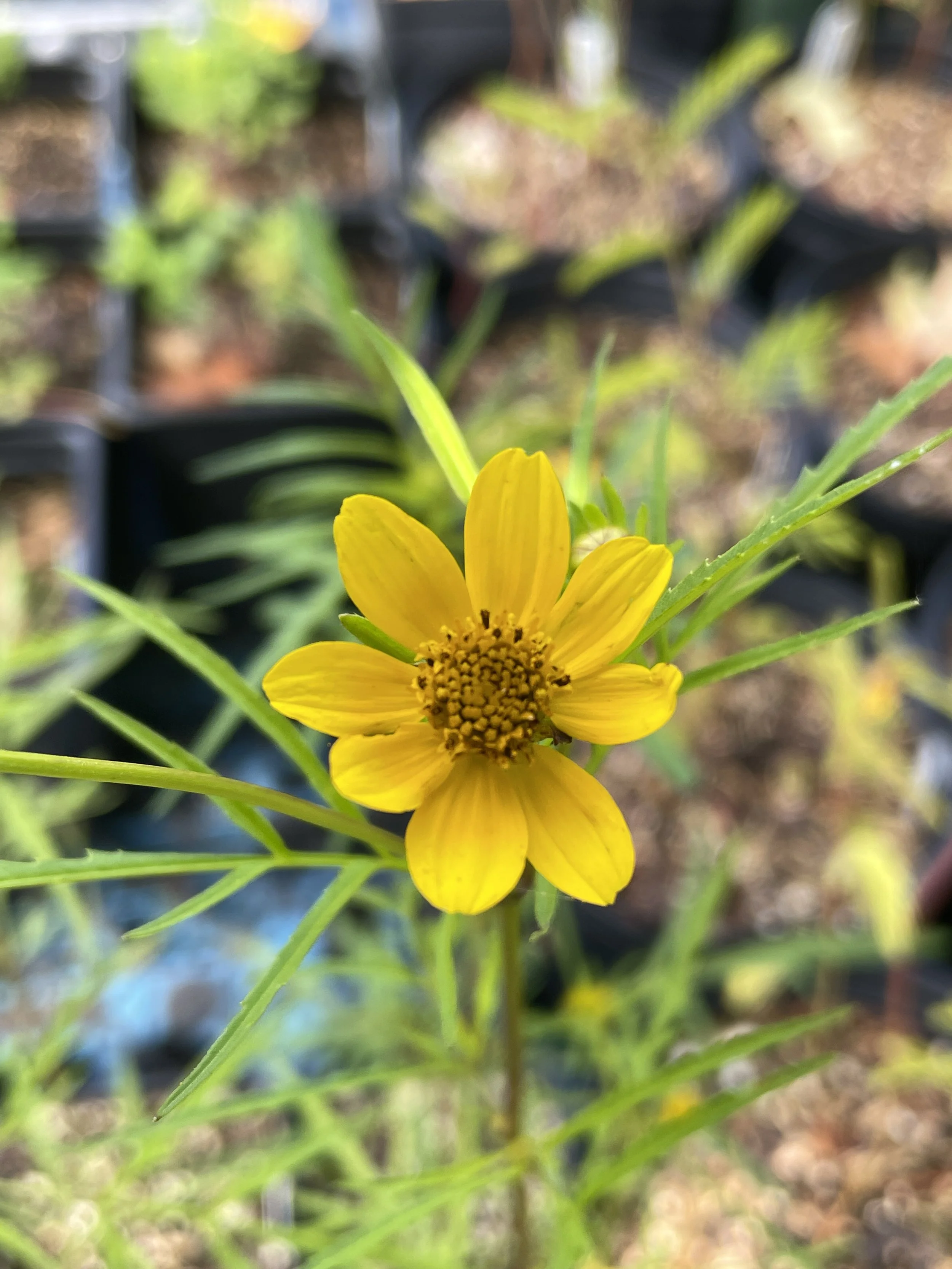 Crowned beggarticks 8:19:26-3.JPG