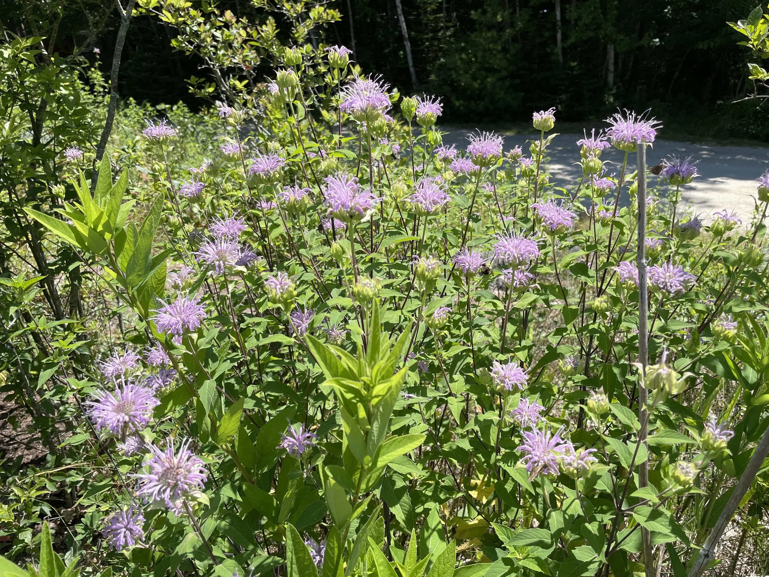 Monarda fistulosa - Wild beebalm
