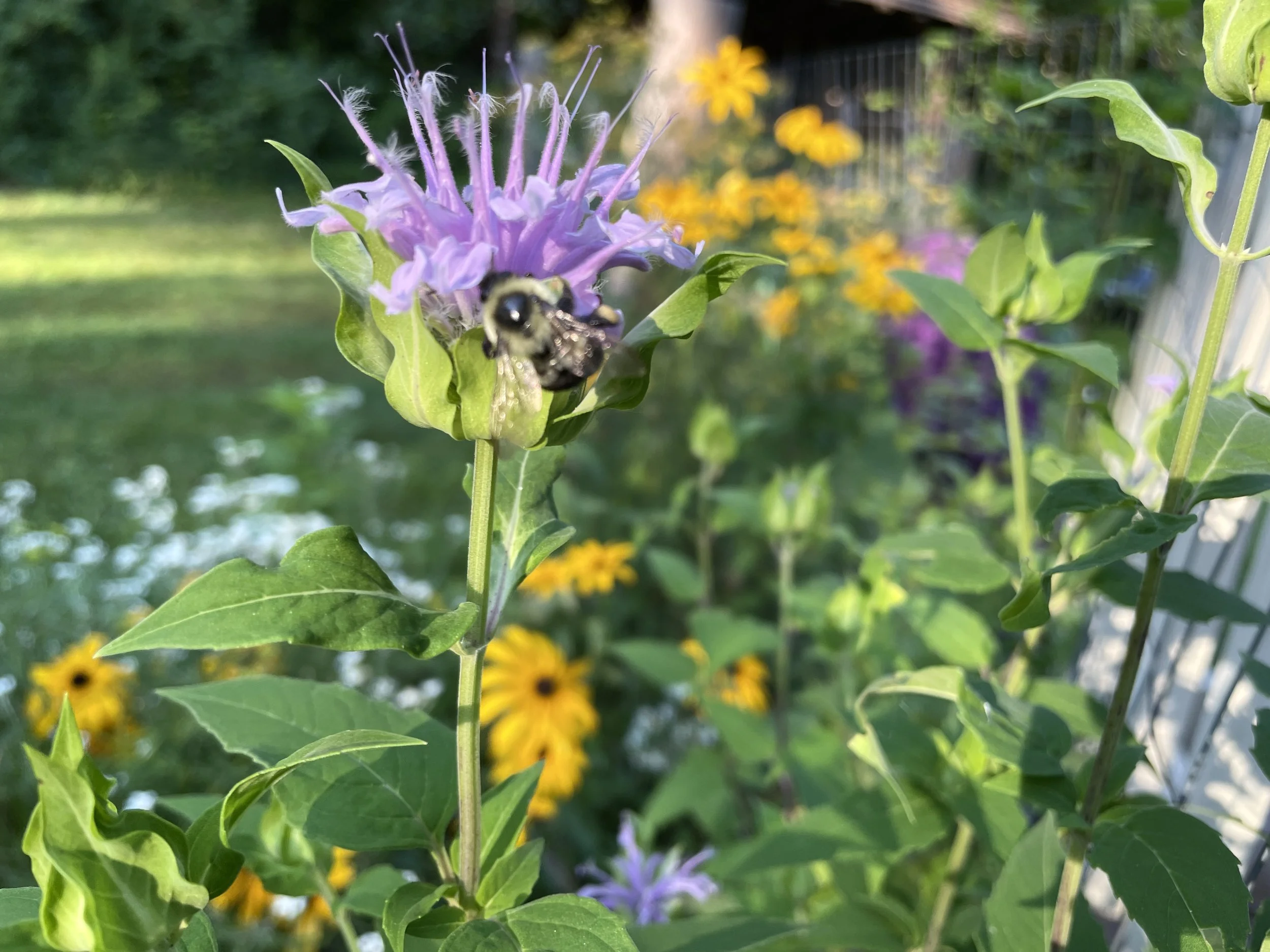 wild bee balm.jpg